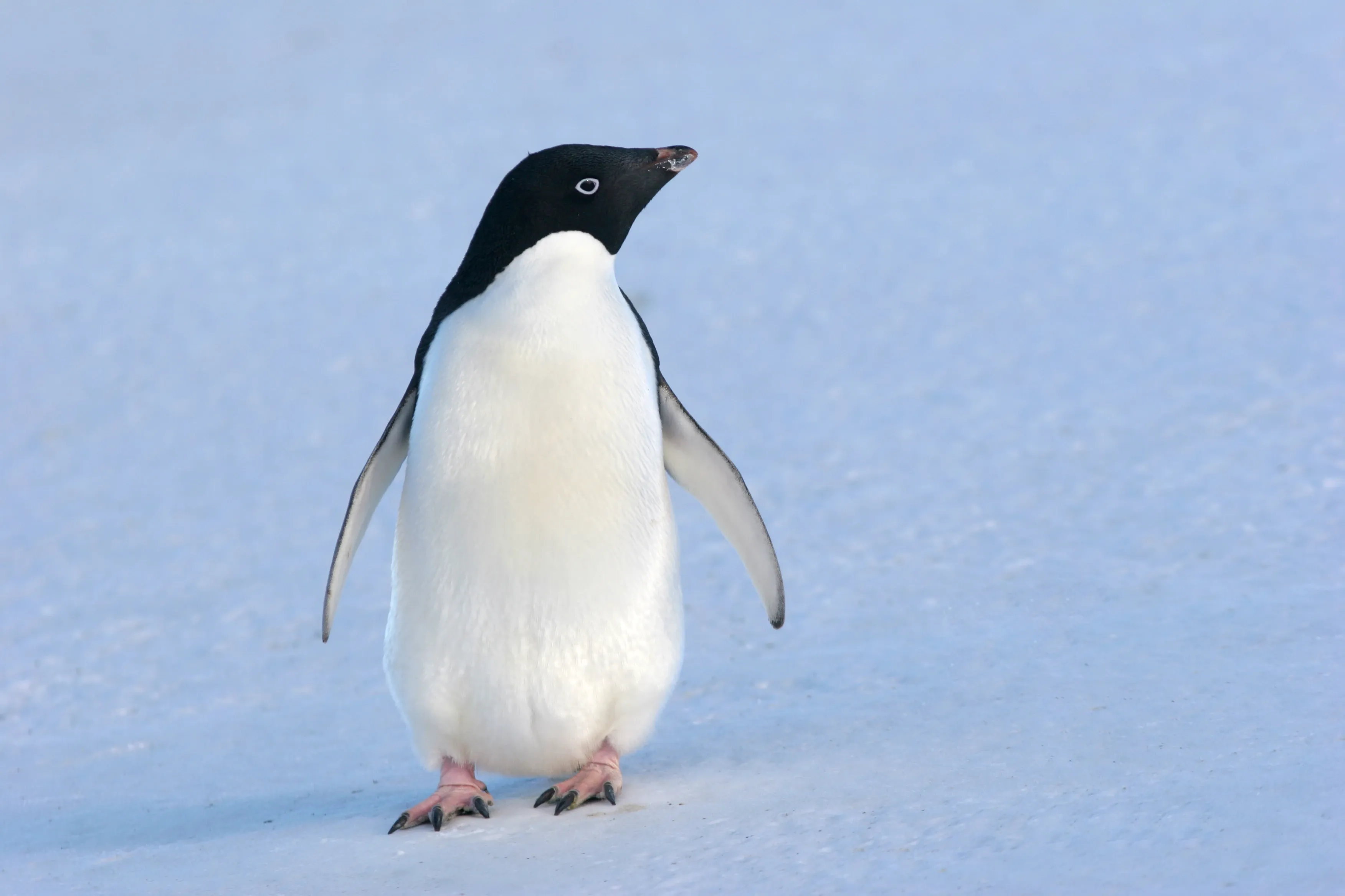 An Adélie penguin standing on pale blue snow, facing slightly right, with a black head, white eye ring, white belly and pink feet.
