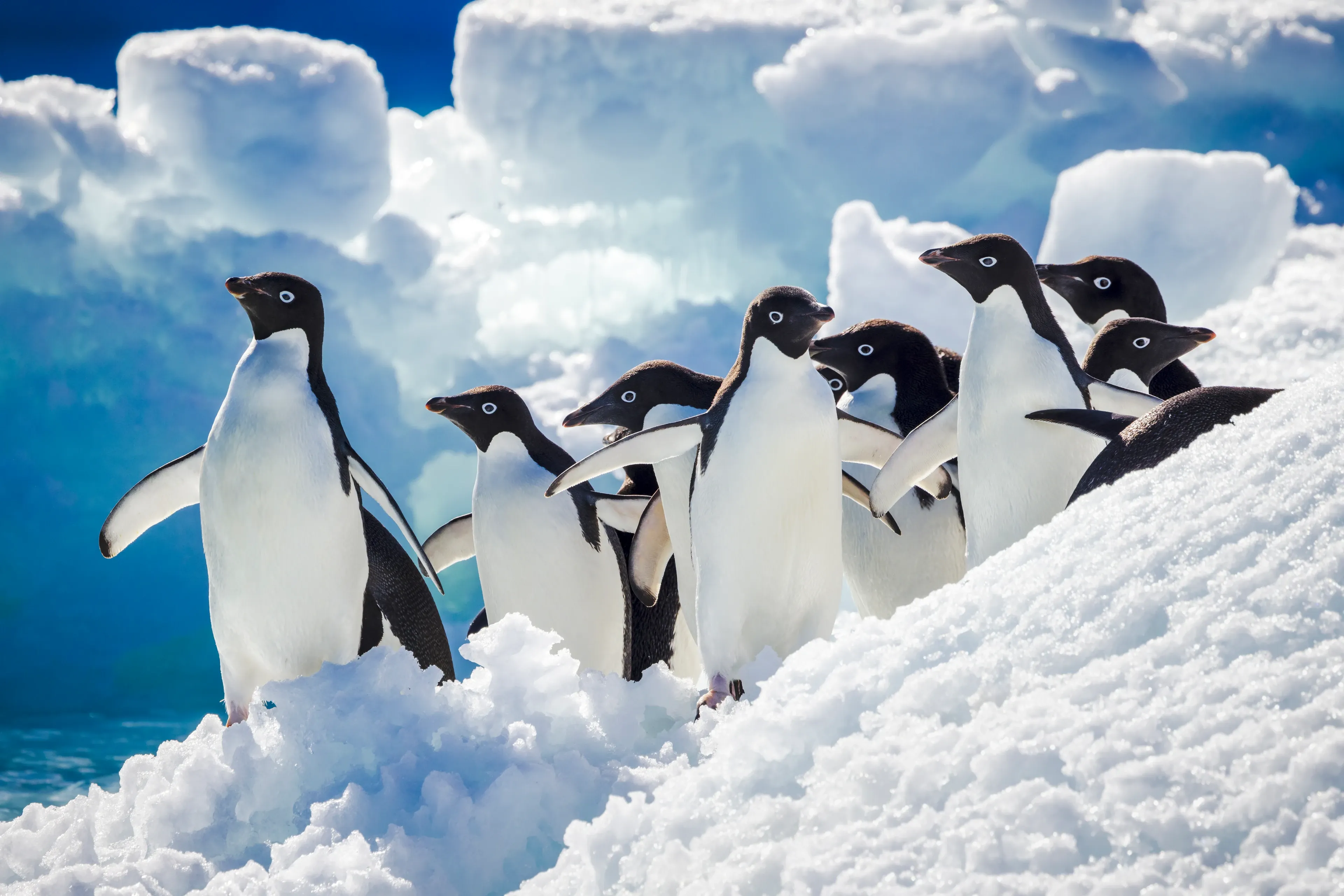 A group of Adélie penguins walking across sunlit snow with tall blue-shadowed icebergs soft in the background.