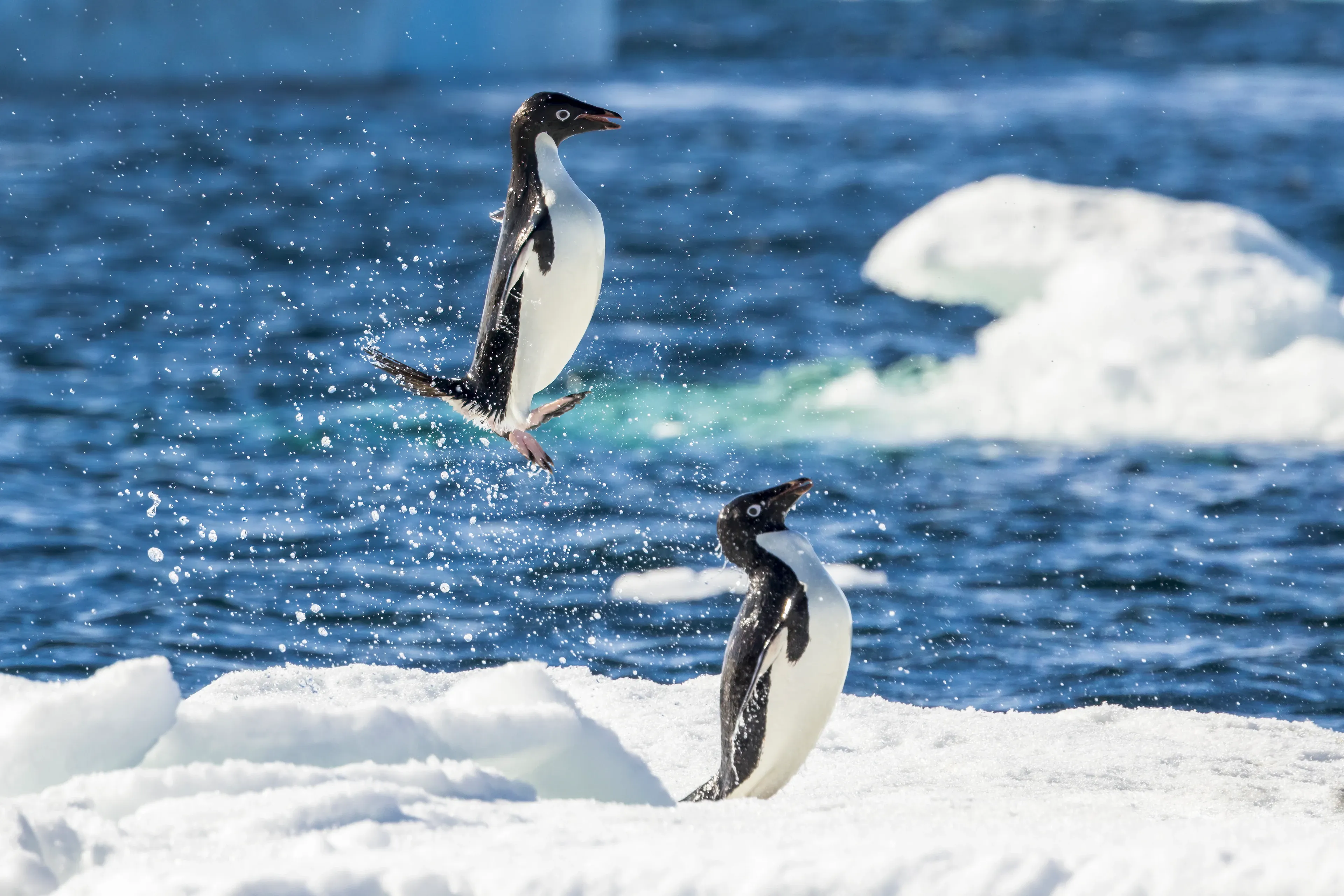 An Adélie penguin leaping from deep blue ocean onto a snowy ice floe while another stands on the ice watching, water droplets trailing the jump.