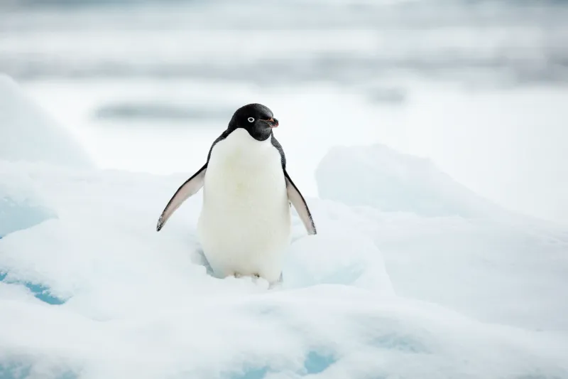 A mystery animal to guess