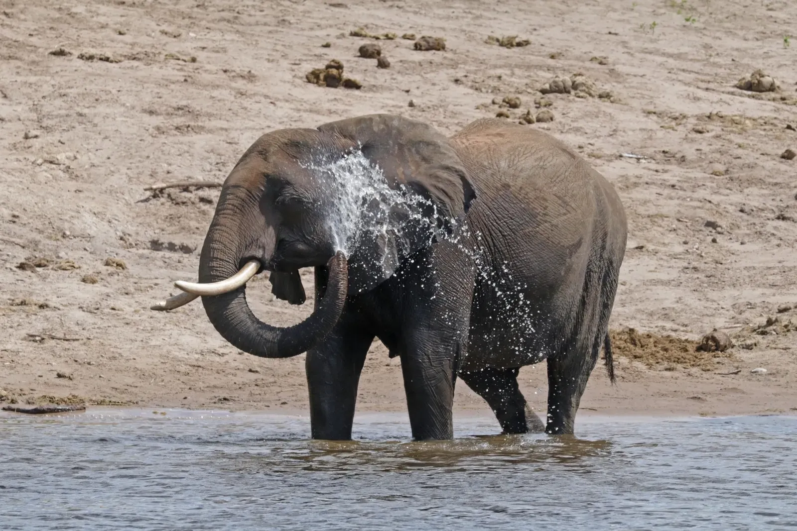 An African bush elephant with huge fan-shaped ears and tusks standing on dry savanna, with small white birds nearby.