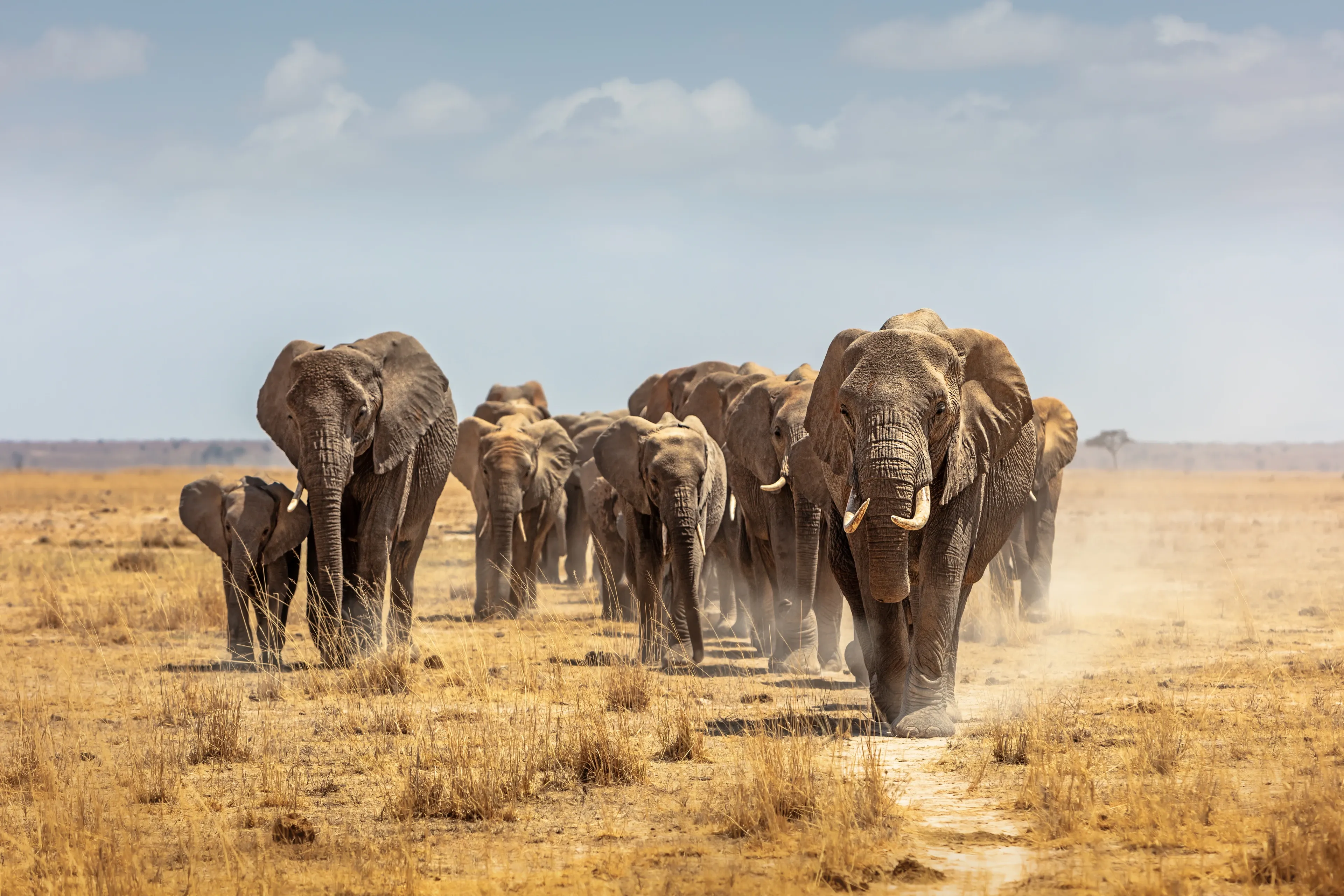 A herd of African elephants walks across a dry, golden savanna under a pale blue sky. A small calf stays close beside an adult on the left while a large elephant leads the group.