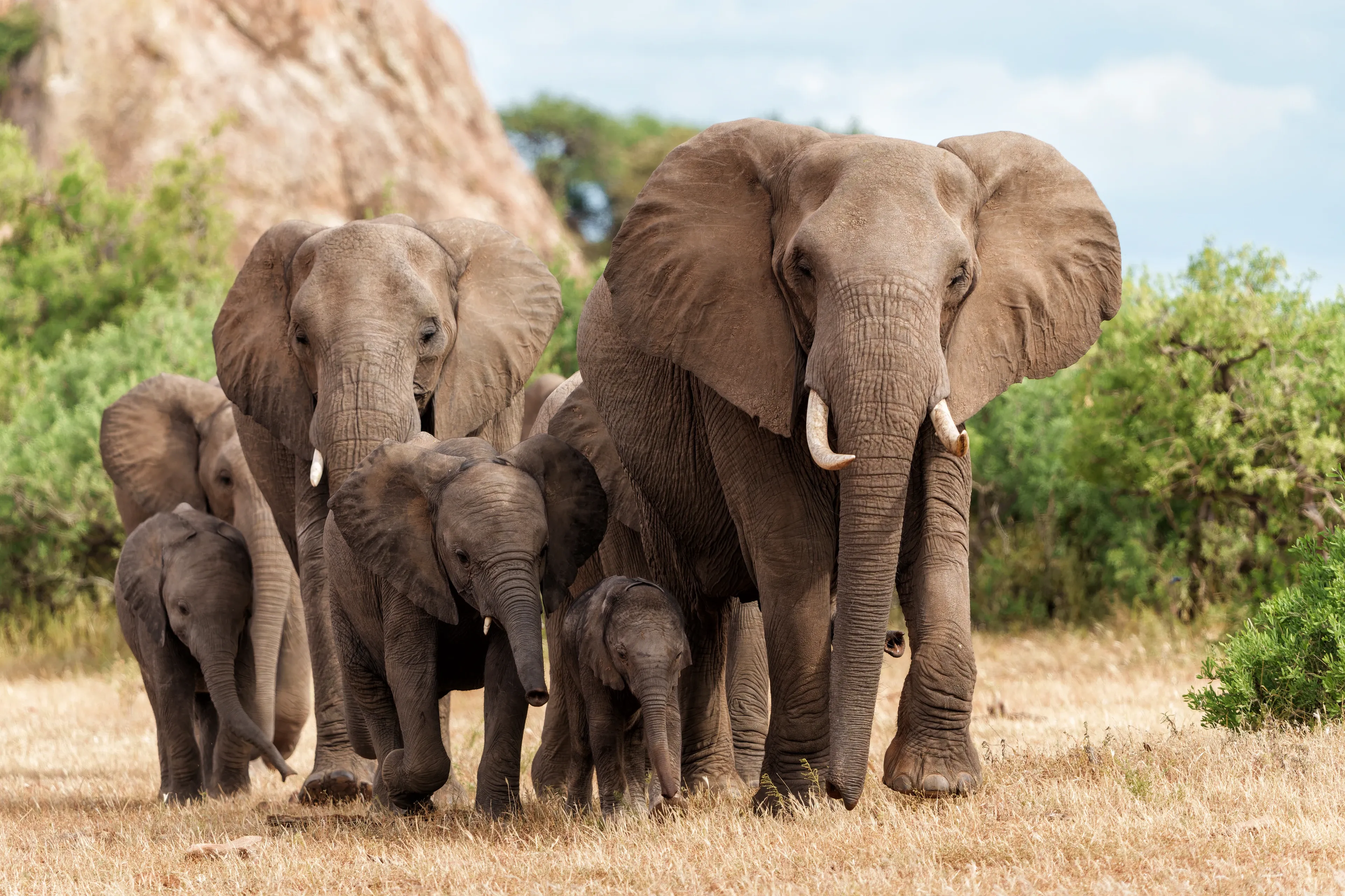 Several African elephants, including three young calves, walk together through dry golden grass. The calves stay close to the adults, with green bushes and a rocky hill behind them.