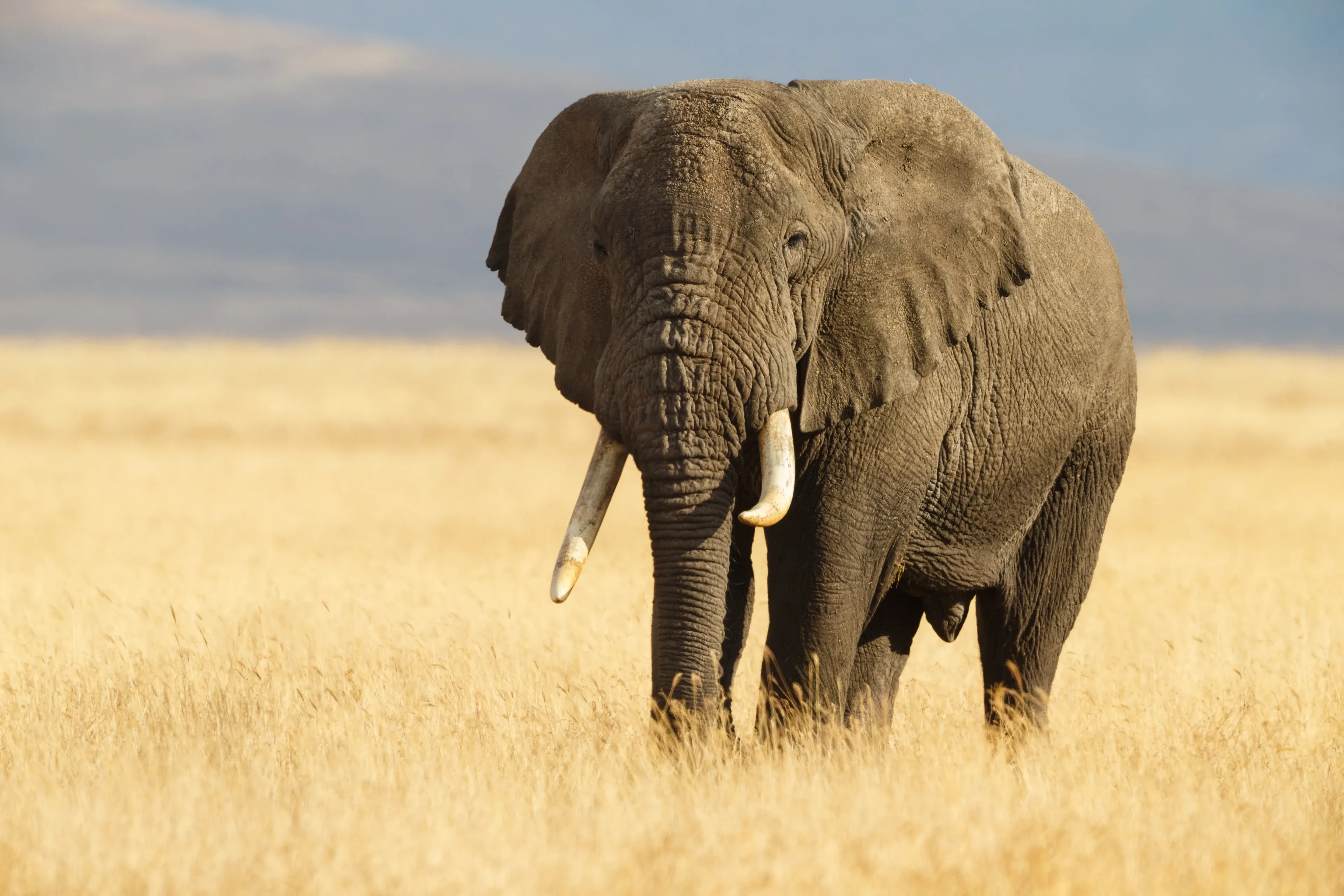 A large African elephant walks toward the viewer through tall, dry golden grass, its wide ears spread and curved white tusks framing its long trunk. Hazy blue hills sit in the distance under a bright sky.