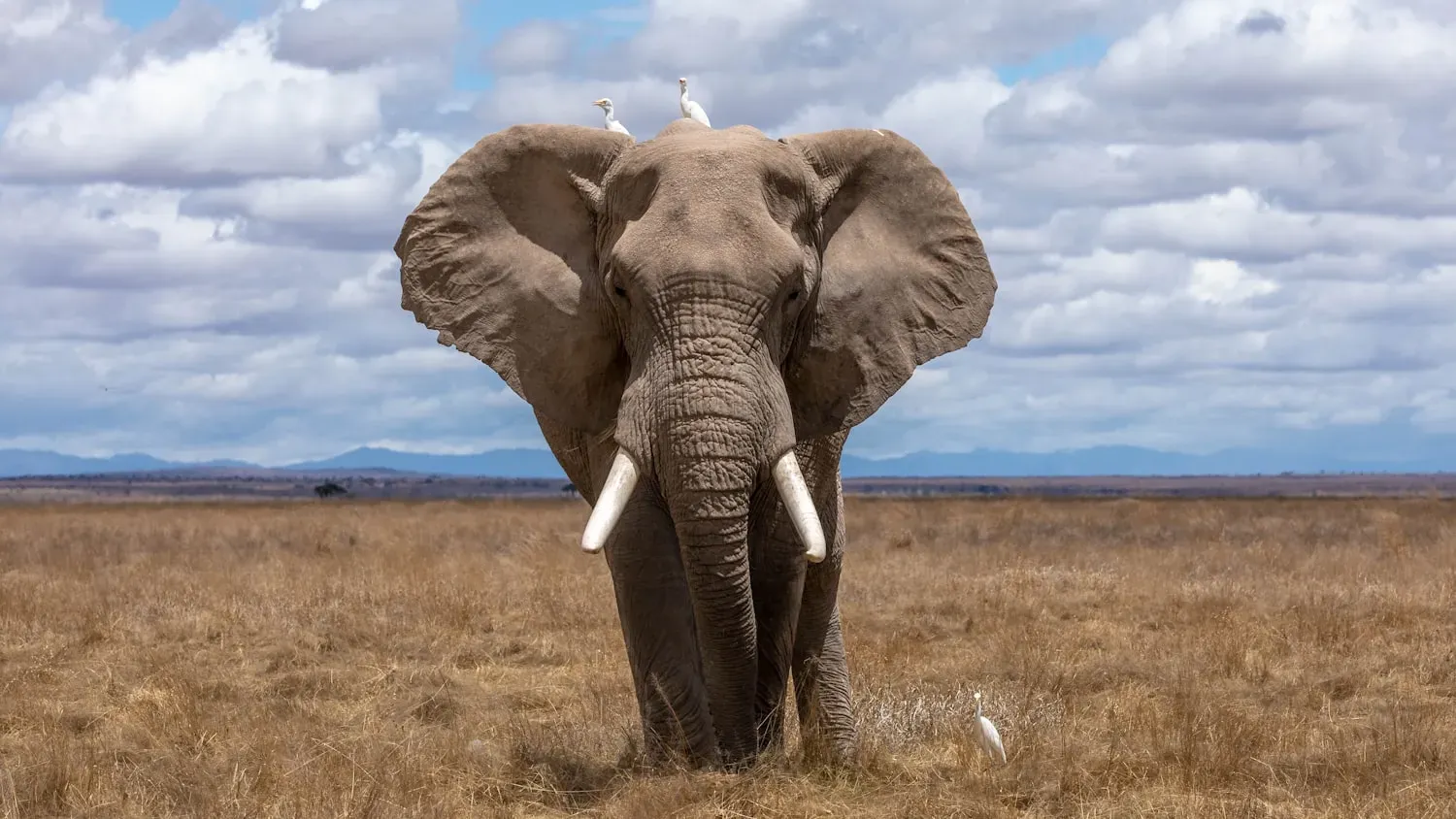 An African bush elephant spraying water over its head in the Chobe River in Botswana.