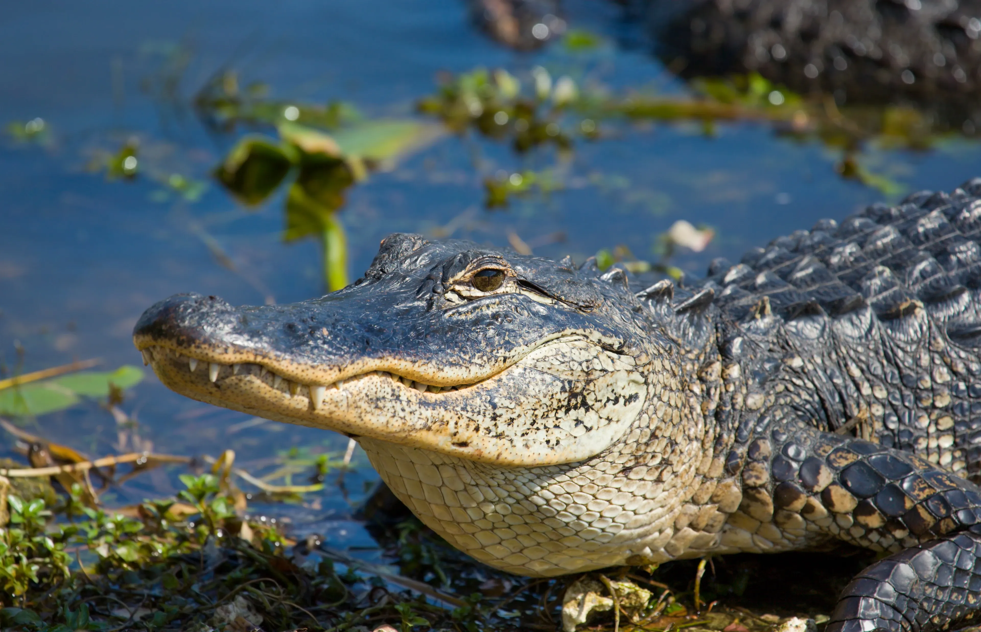 An alligator rests on a muddy marsh bank, its dark bumpy head and long rounded snout held just above the water.