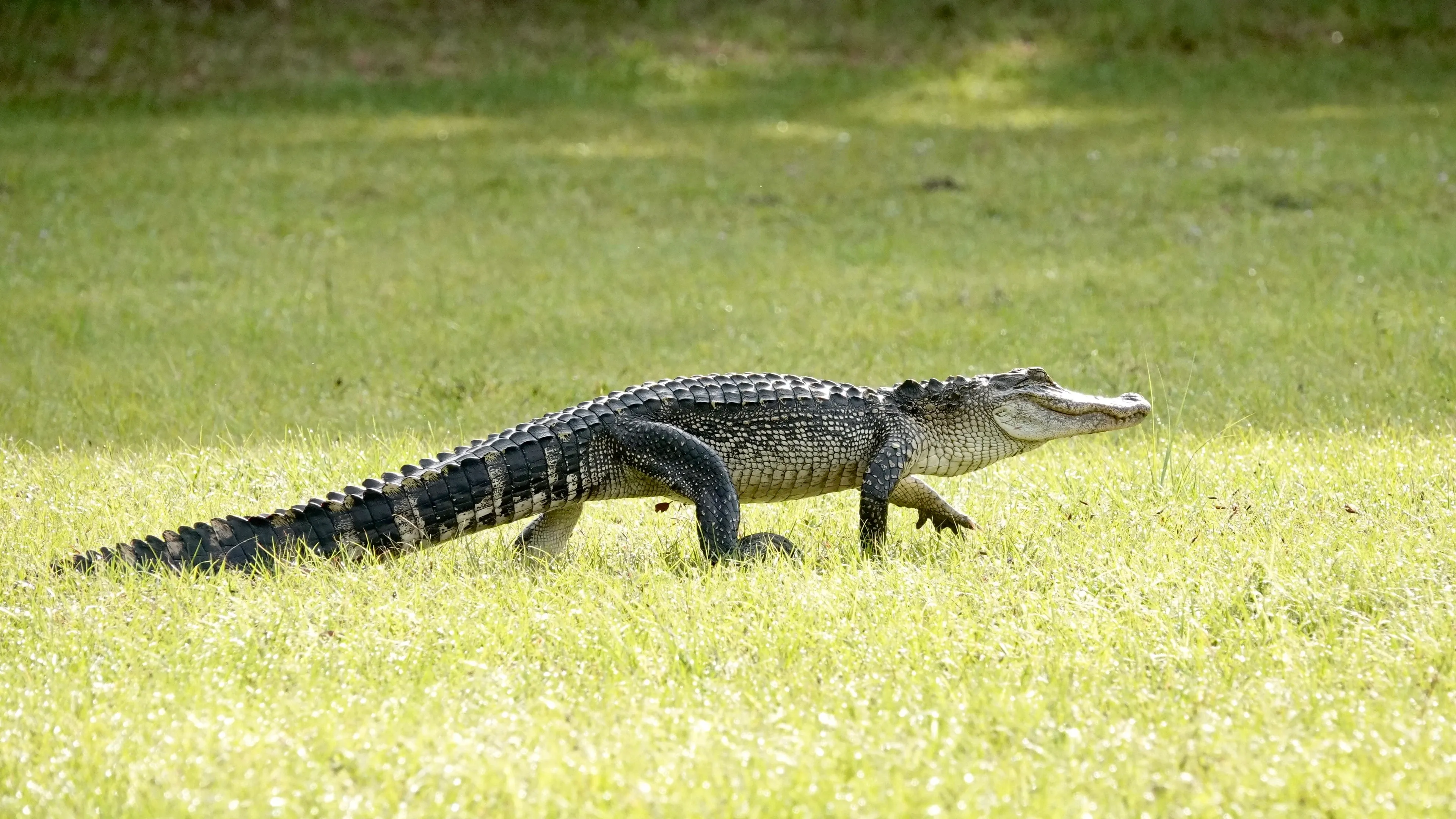 An alligator walks across a sunlit grassy field with its body lifted on four strong legs and its long thick tail trailing behind.