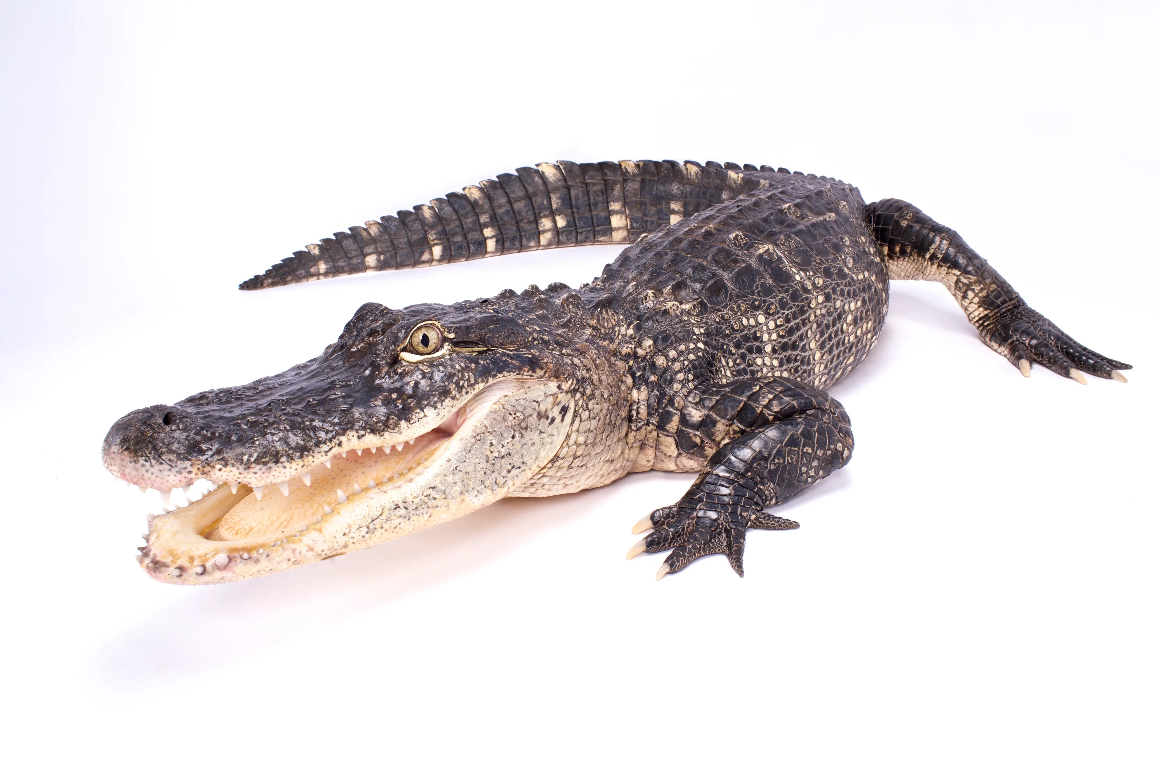 An alligator lies on its belly with its mouth wide open, showing rows of white teeth and a pale tongue. Dark bumpy skin, yellowish patches along the jaw, and one golden-brown eye face forward.