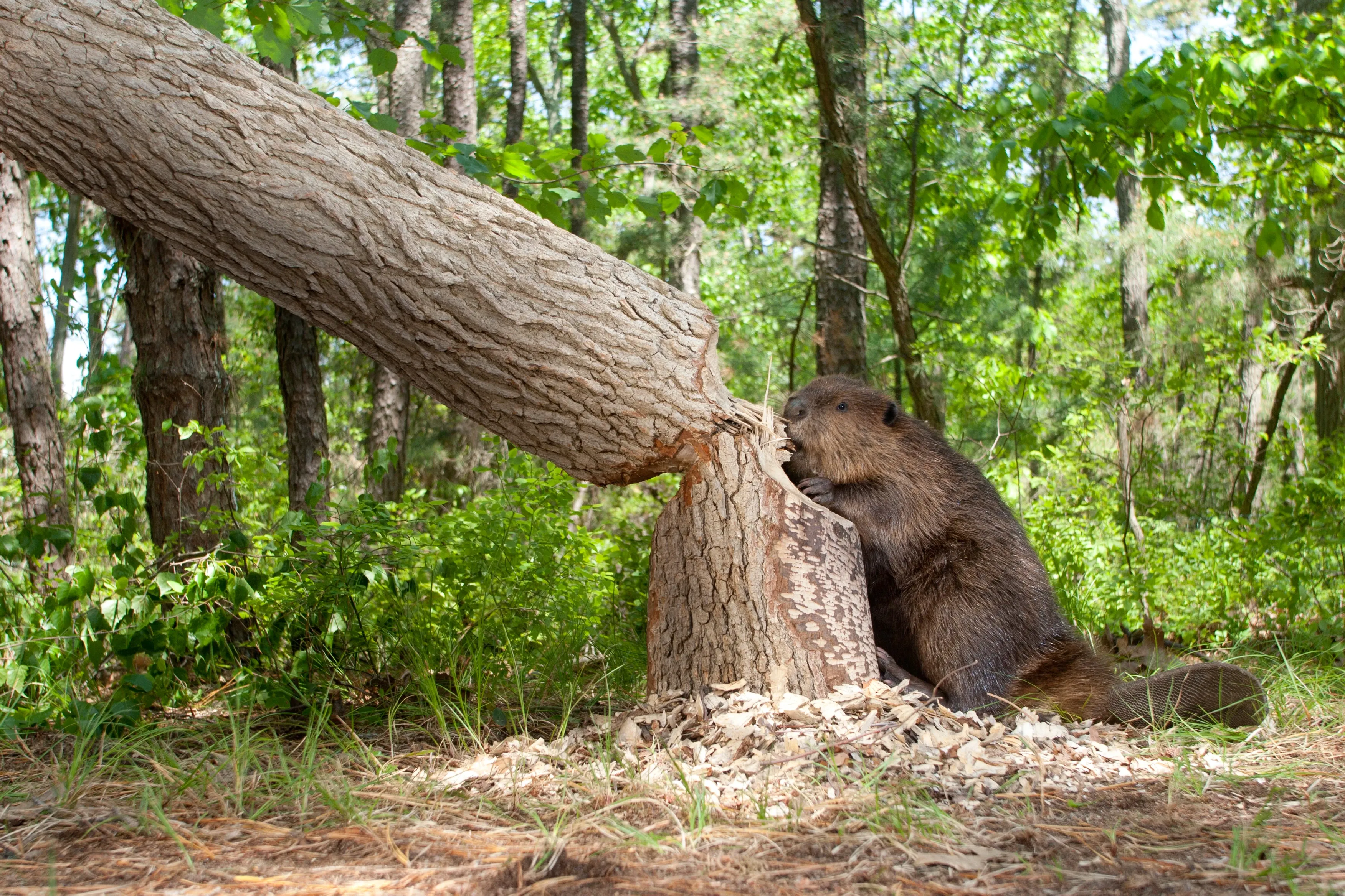 A beaver stands on its hind legs in a sunny forest, gnawing a thick fallen tree trunk with its sharp front teeth. Fresh wood chips lie on the ground near its flat tail.