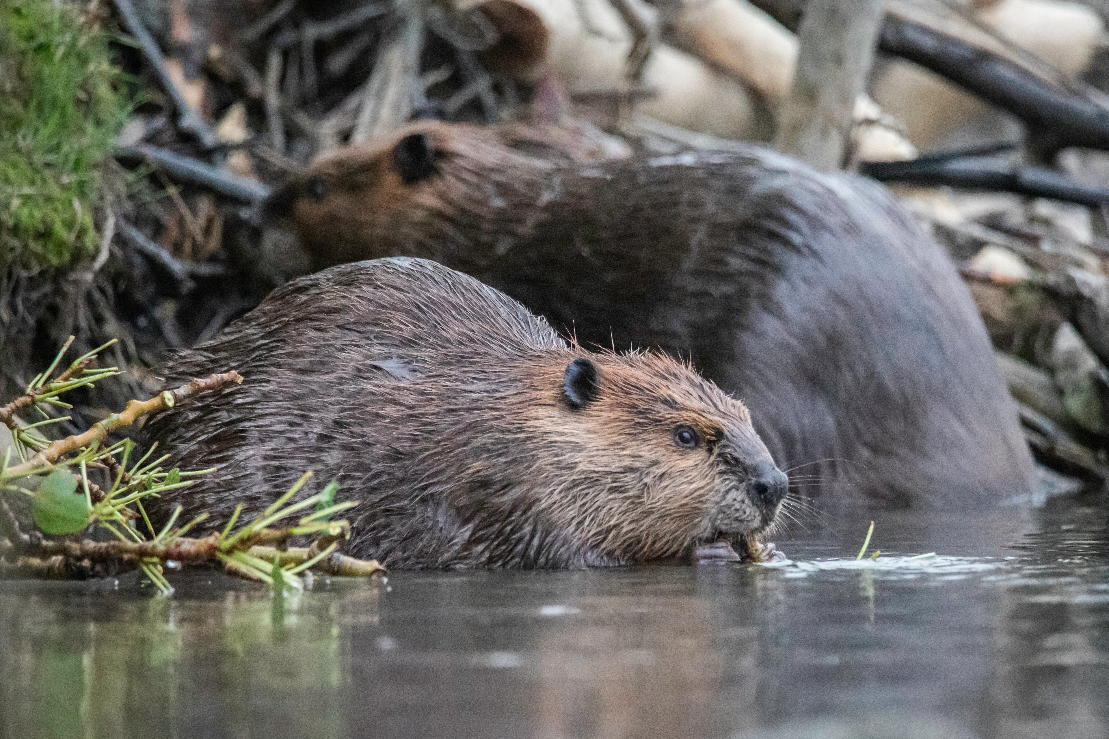A beaver swims in calm water, nibbling a thin branch, while another beaver waits near a bank of sticks and mud. A leafy green twig floats nearby.