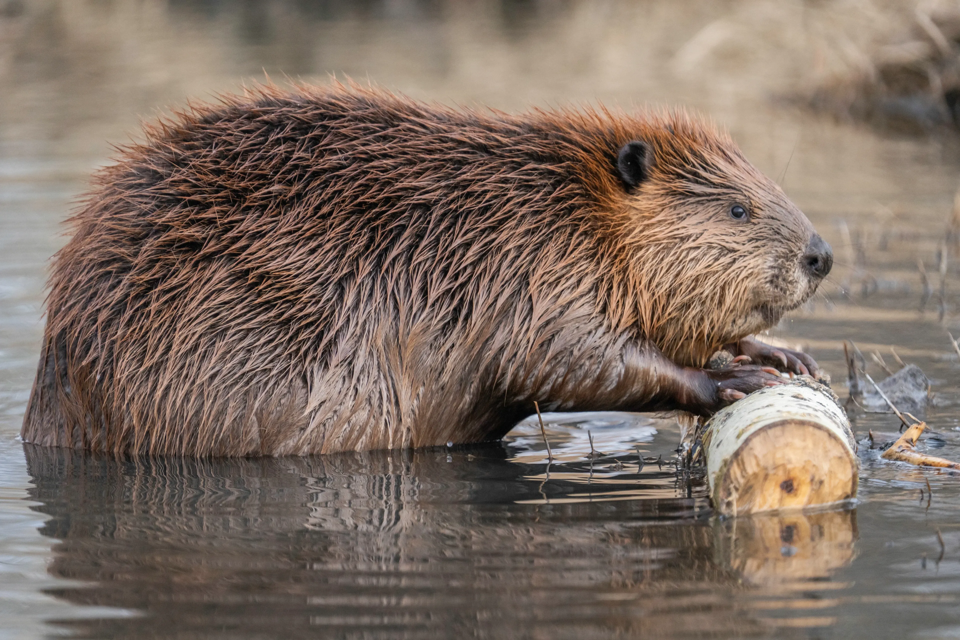 A wet beaver stands in shallow water with its dark paws resting on a peeled birch log. Thick brown fur clumps from the water as it looks forward.