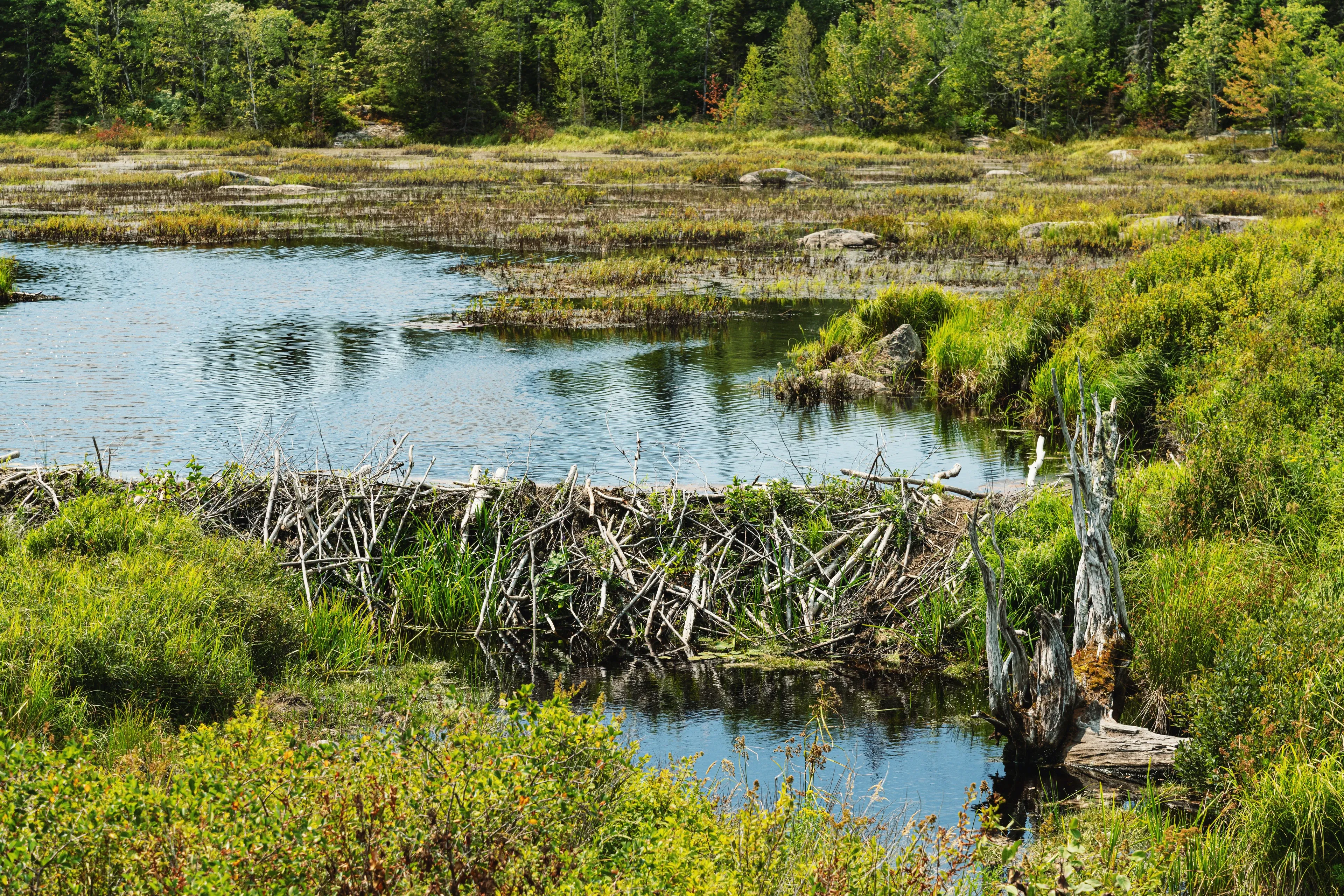 A beaver dam of tangled grey-brown sticks stretches across a still wetland stream. Marsh grass, a silver tree stump, and a forest of trees sit behind it under a bright sky.