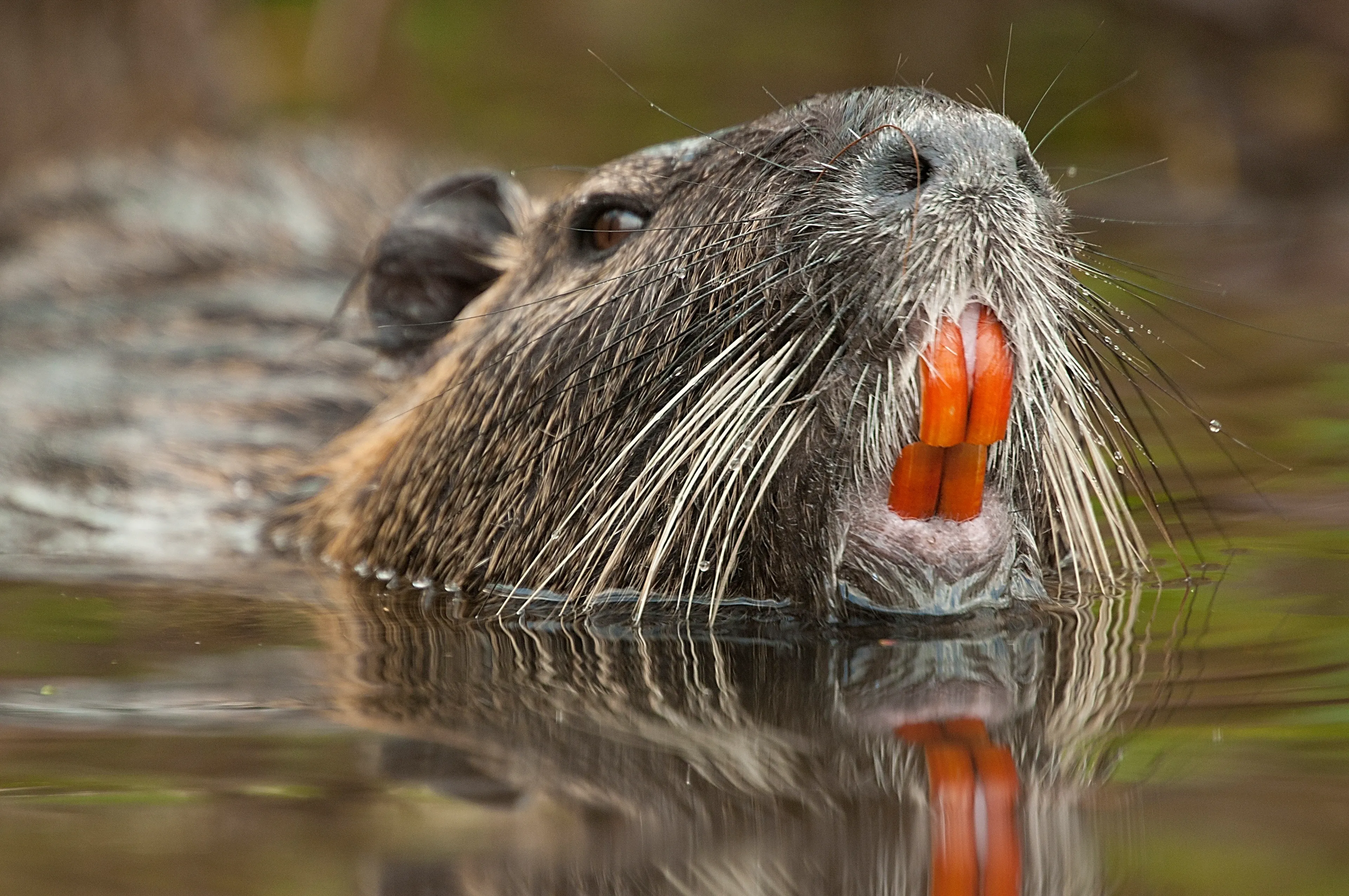 A beaver swims with its head above calm water, mouth open to show two large, bright orange front teeth. Wet brown fur and long white whiskers reflect in the still surface.
