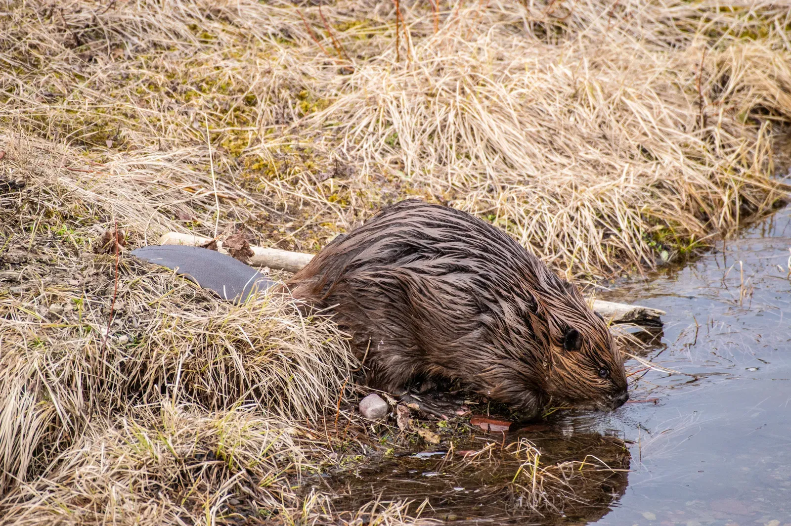 A North American beaver with thick wet brown fur at the edge of a pond, its flat scaly tail resting on the grassy bank.