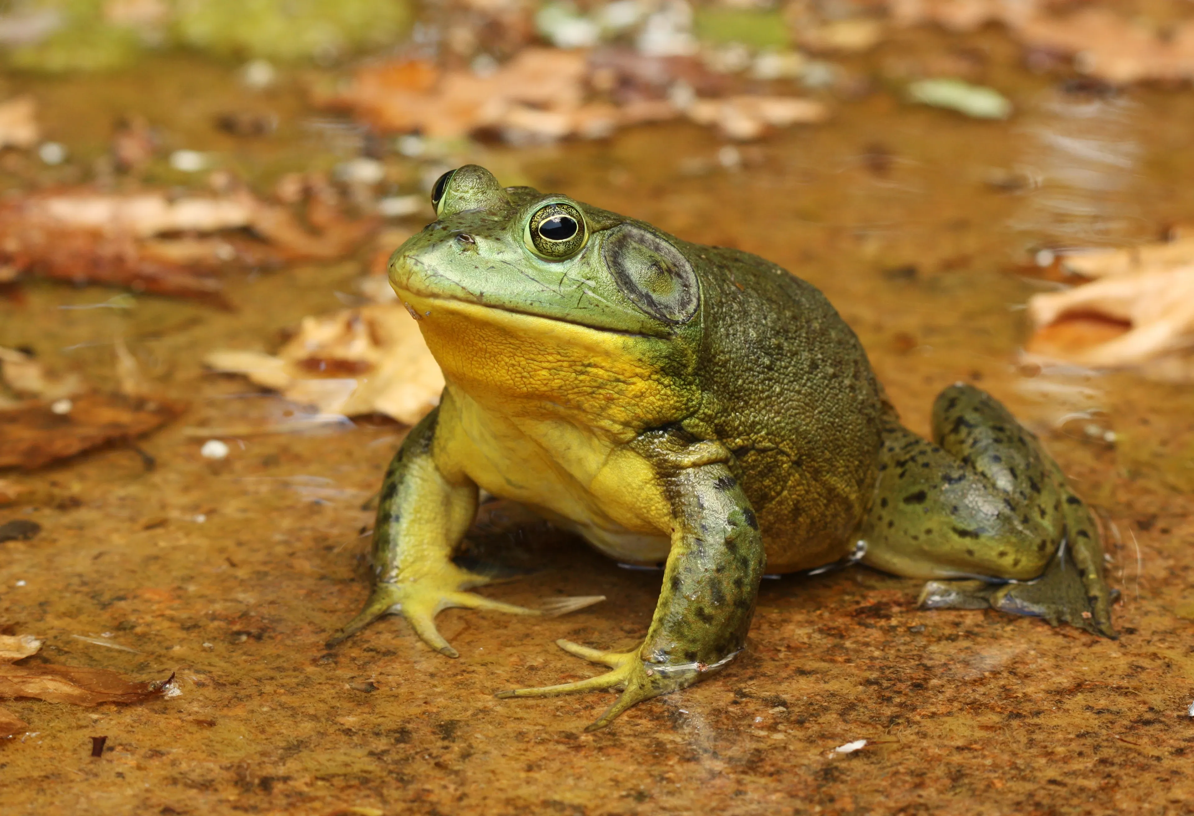 An American bullfrog sits on a wet, muddy bank with a bright yellow throat and a smooth light-green face. Its bumpy olive-green back has dark spots, a large round eardrum shows behind its eye, and fallen brown leaves lie in the shallow water around it.