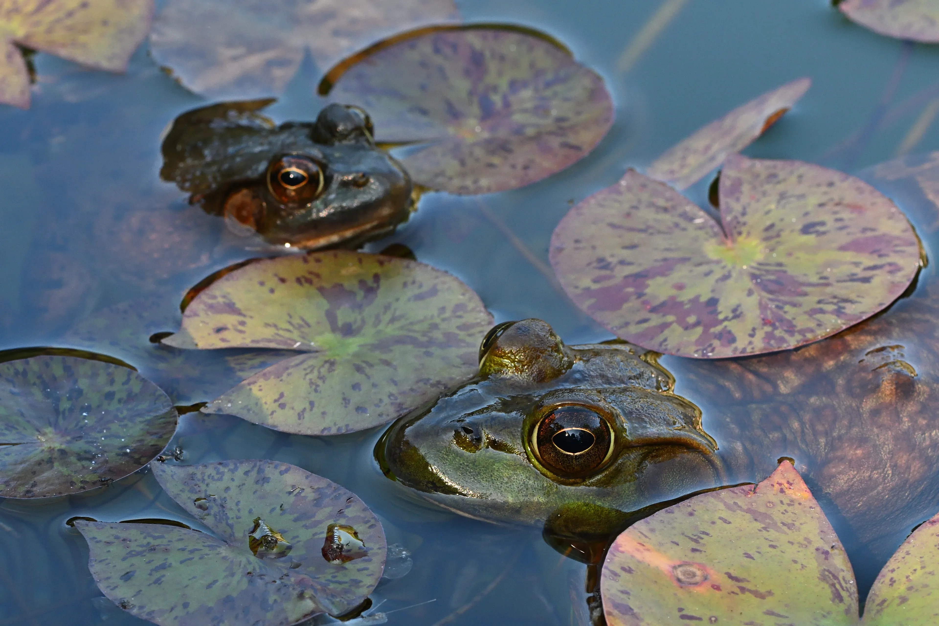 Two American bullfrogs peek their green heads and large golden eyes just above still pond water. Round, speckled lily pads float around them on the dark blue-grey surface.