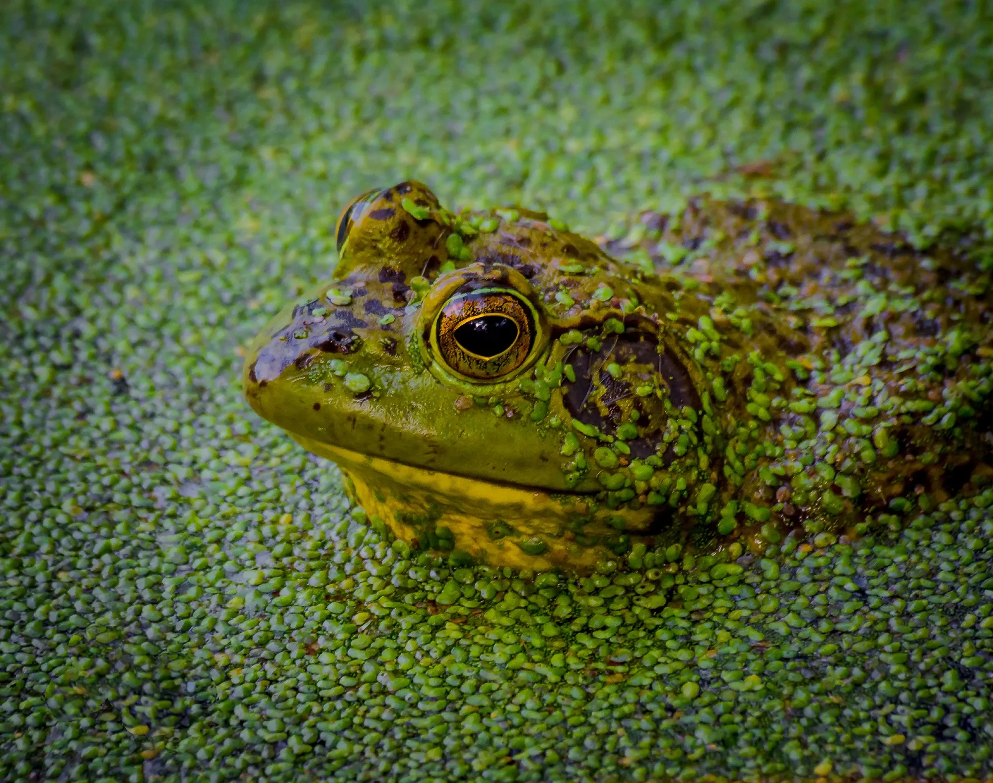 An American bullfrog sits half-hidden in a pond, with only its head and bumpy olive-green back showing through a thick carpet of tiny, bright-green duckweed. A large golden-brown eye and a splash of yellow under its chin peek through the floating leaves.