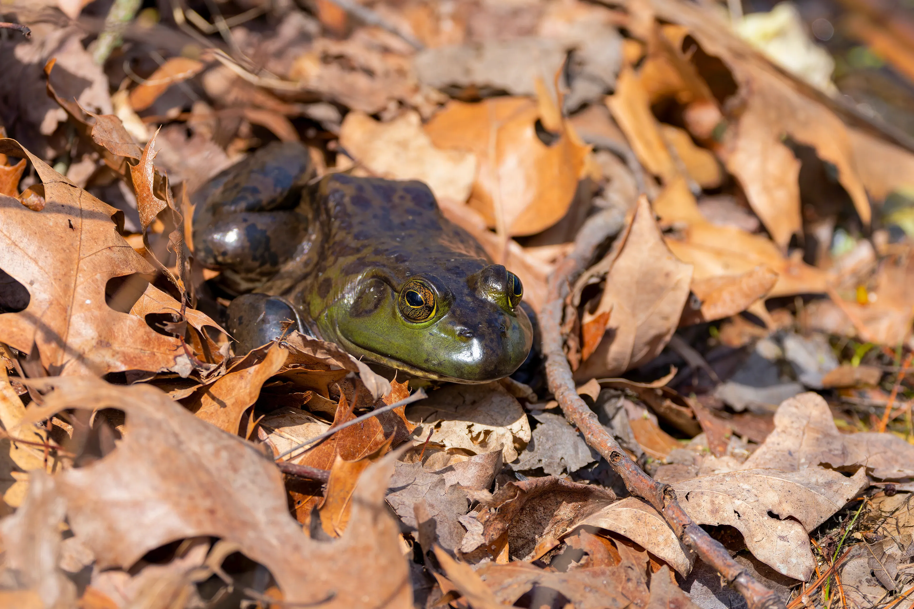 An American bullfrog nestles in a bed of dry, crunchy brown leaves. Its head is a bright, shiny green with large golden eyes, while its back is mottled dark brown, blending with the forest floor.