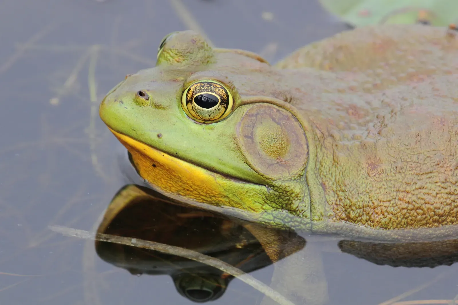A large green American bullfrog resting at the water surface, showing its big round eardrum, golden eye and yellow throat.