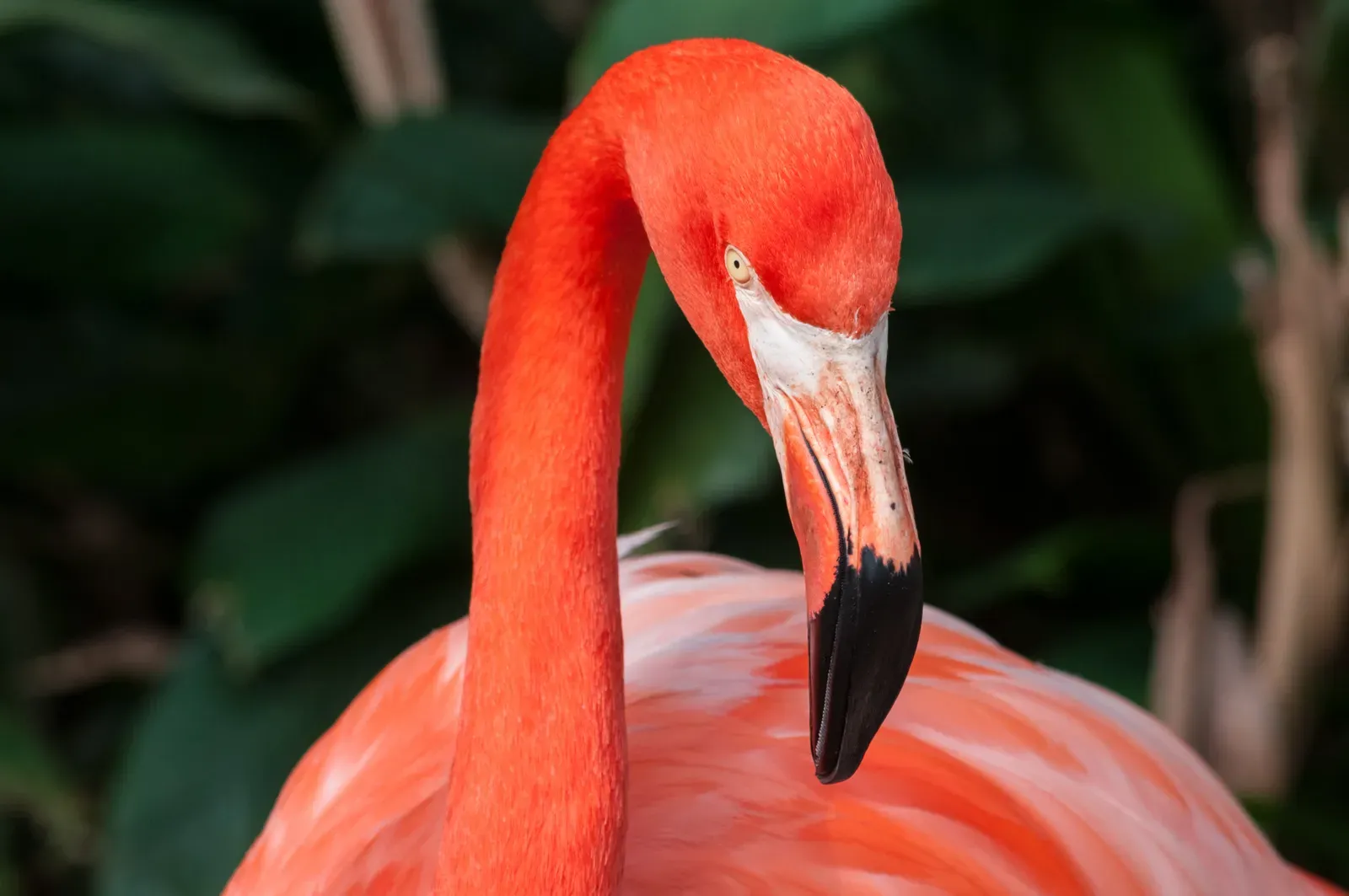 A close-up of an American flamingo with vivid coral plumage, a curved neck and a black-tipped bill.