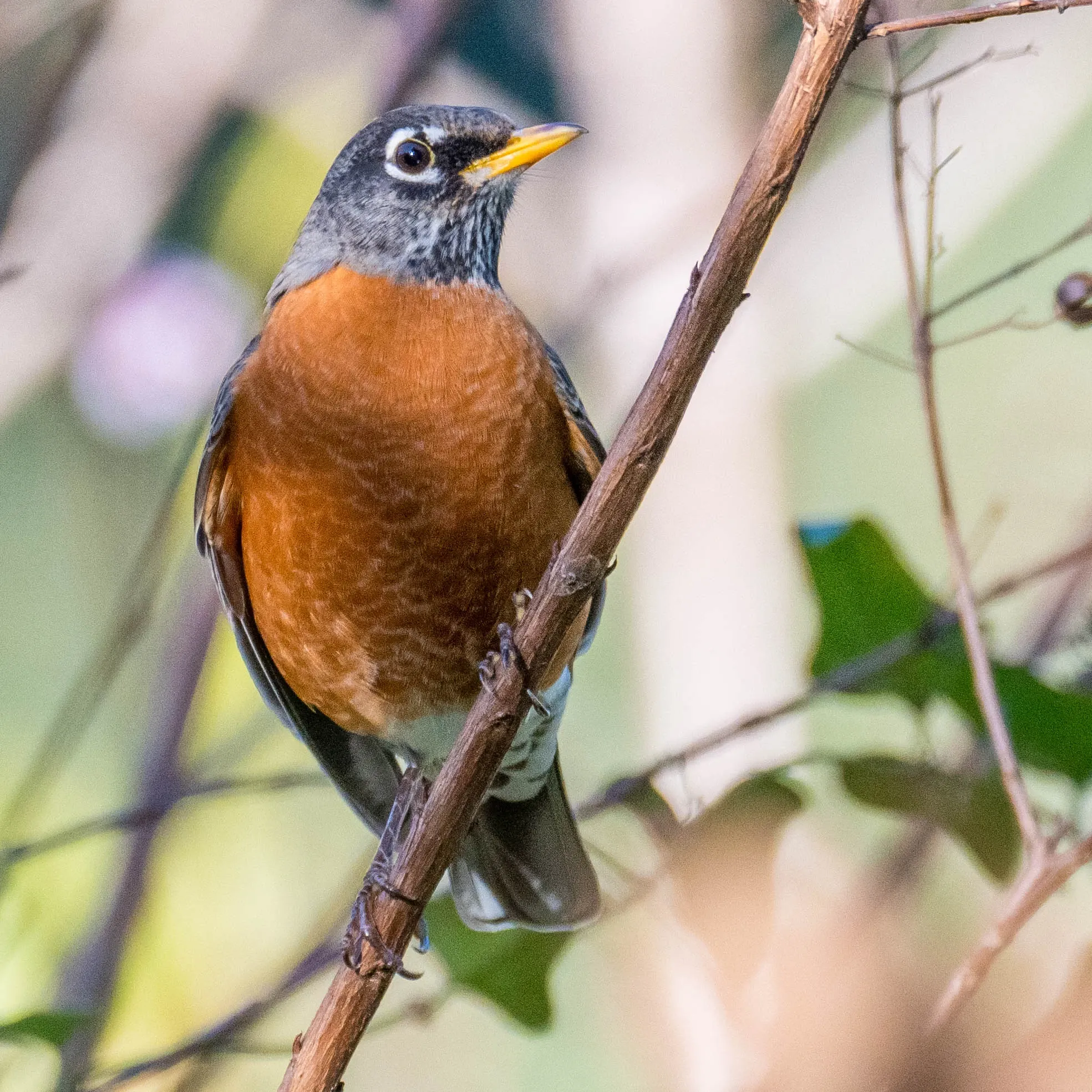 An American robin perches on a slanted brown branch, showing a bright orange-red breast and a dark grey head. It has a pointed yellow beak and thin white rings around its eyes.