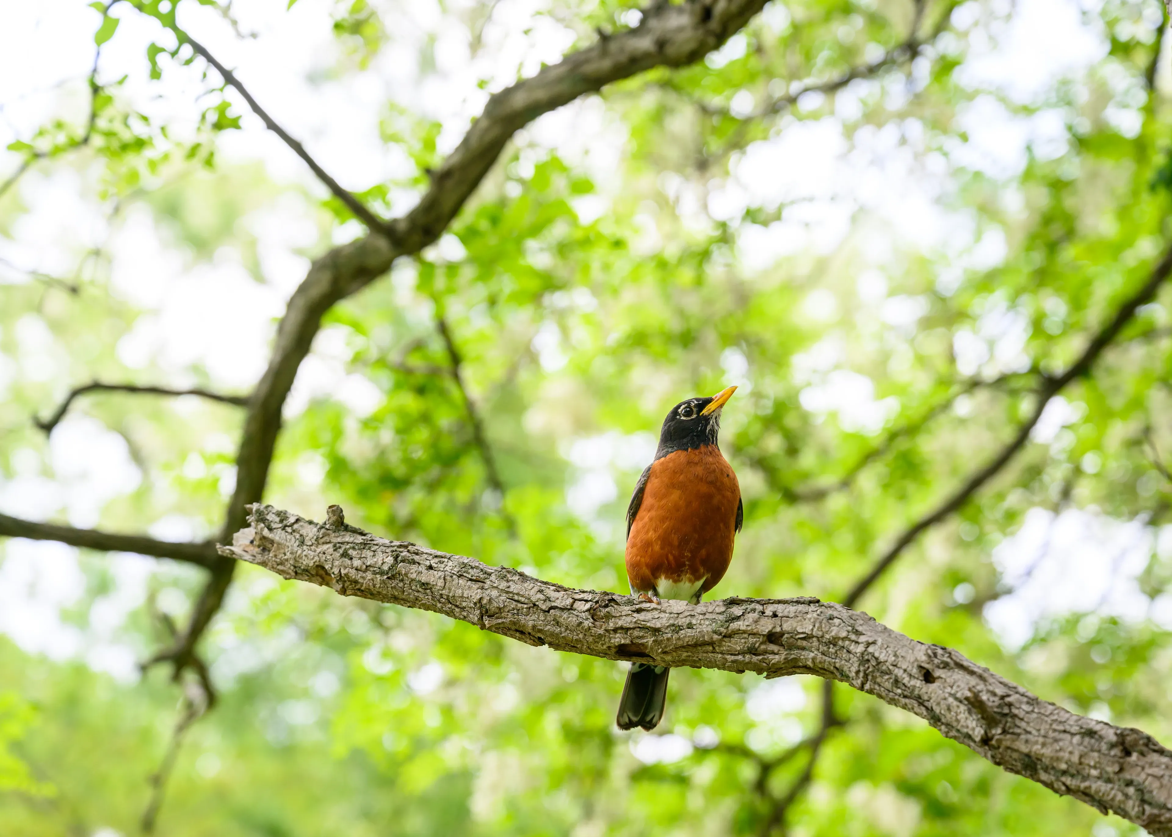 An American robin sits on a thick, textured tree branch and looks up into bright green leaves with its beak slightly open. Its orange-red breast, dark grey head, and yellow beak stand out against a sunny leafy canopy.