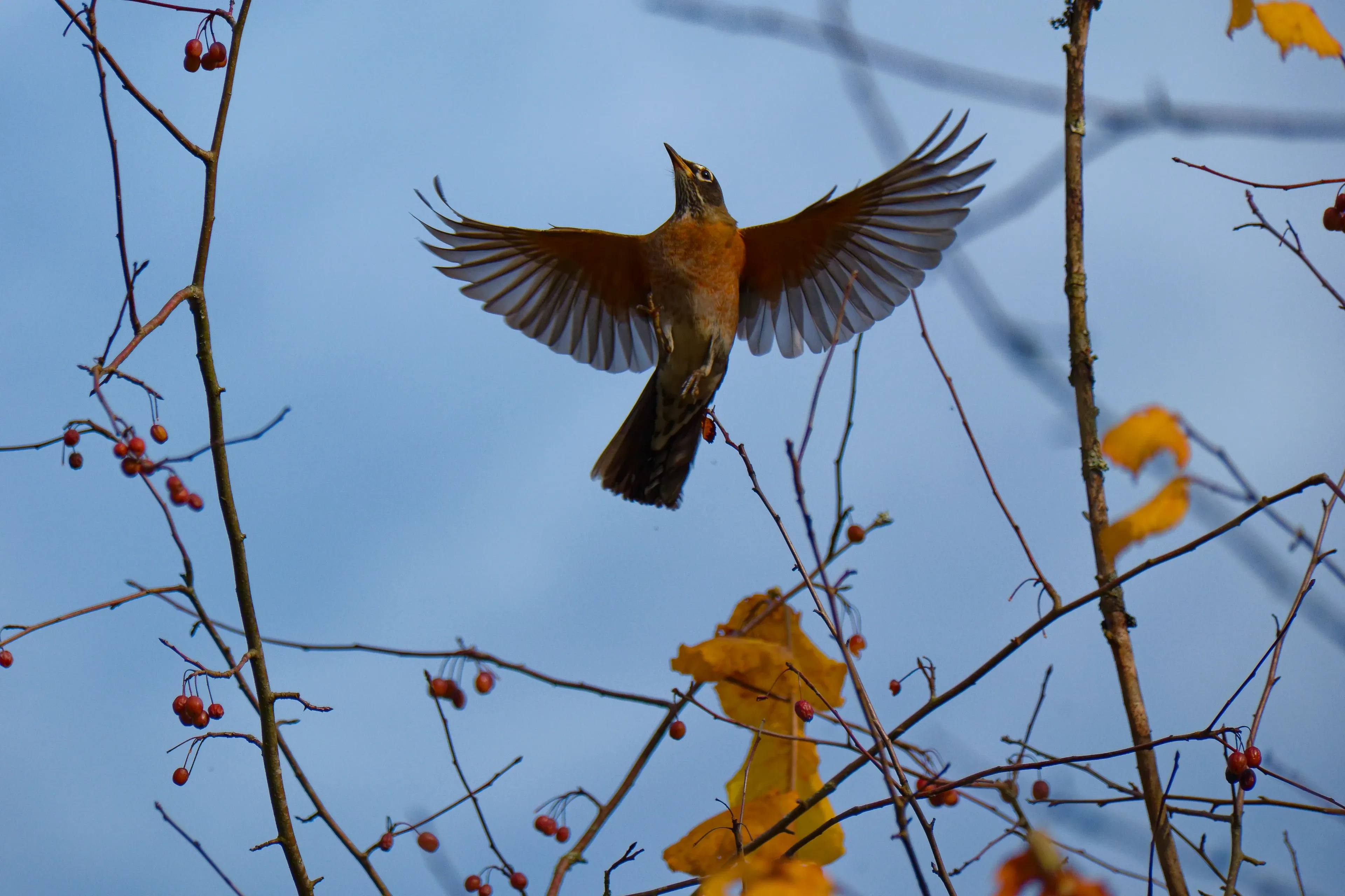 An American robin flies with its wings spread wide among thin branches, showing a bright orange chest and dark grey wings against a soft blue sky. Small red berries and a few yellow leaves cling to the twigs around it.