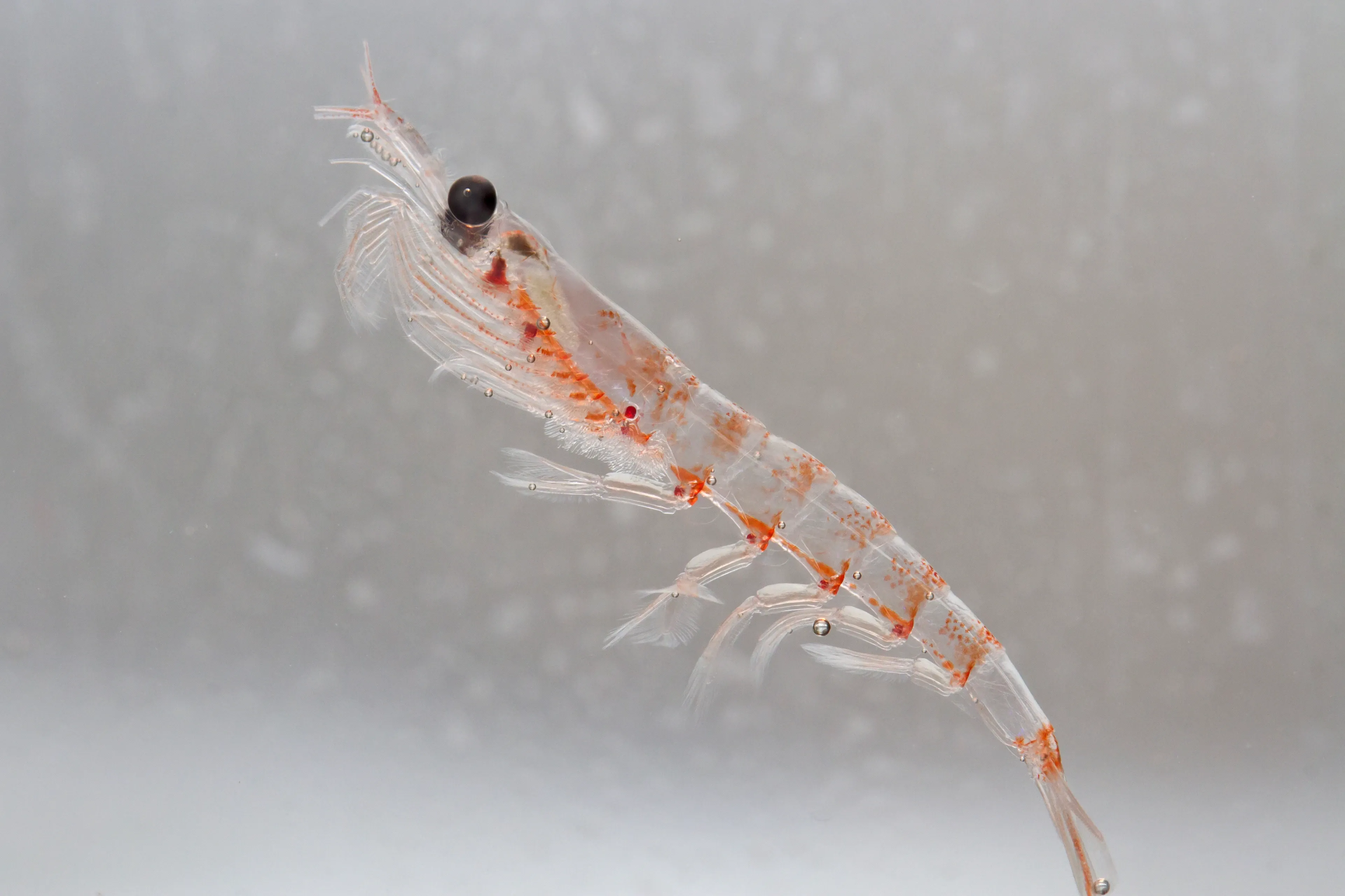 A single Antarctic krill swims on a diagonal, its long transparent body showing orange-red spots and a large round black eye. Feathery legs hang from its underside against a pale, misty background.