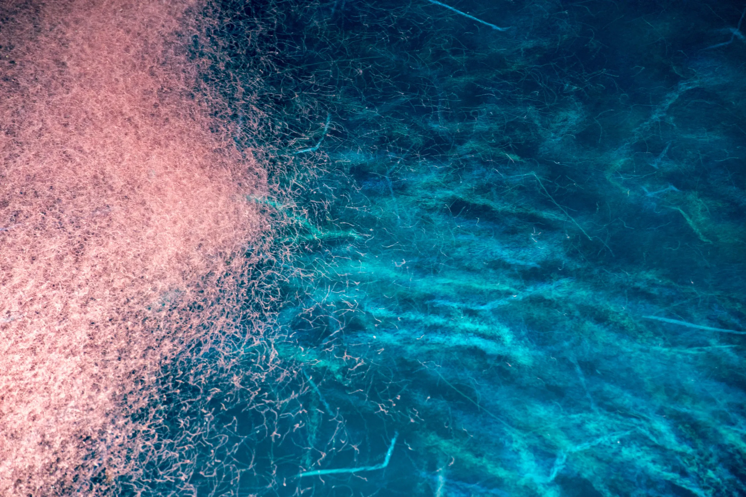 A huge swarm of Antarctic krill gathers into a thick pink cloud on the left side of deep blue ocean water. Tiny translucent bodies shimmer in the light while teal ripples shine across the surface above.