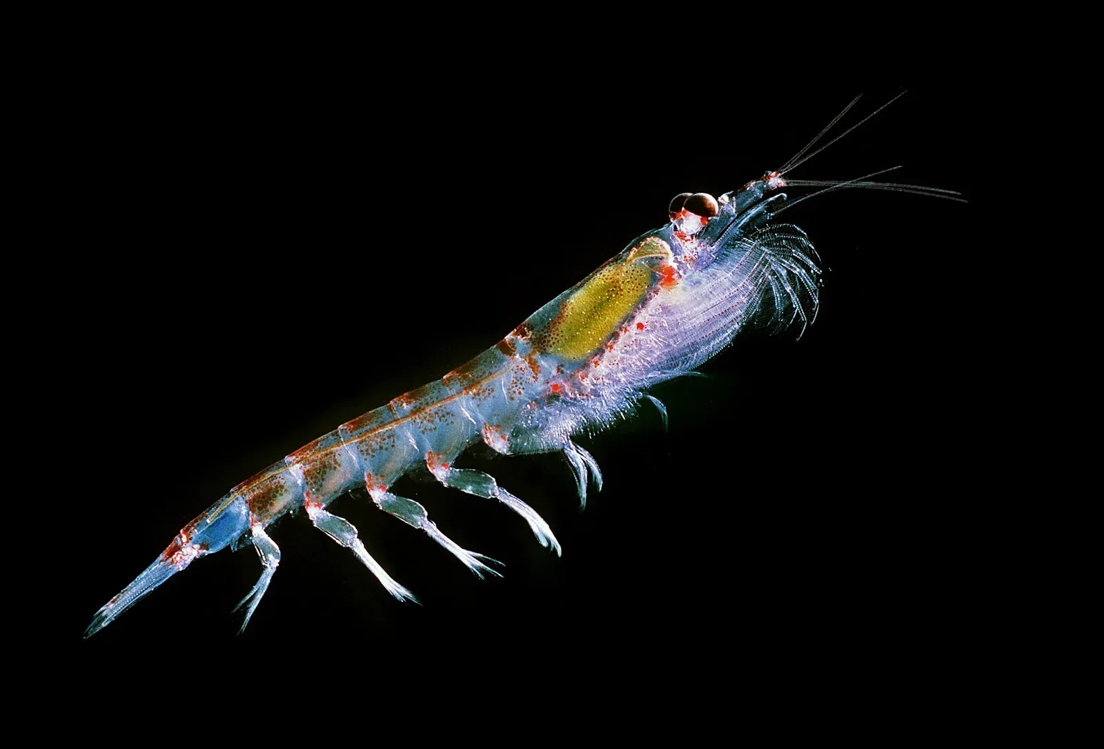 A single Antarctic krill against a black background, its translucent body showing a yellow-green digestive gland, red spots and feathery swimming legs.
