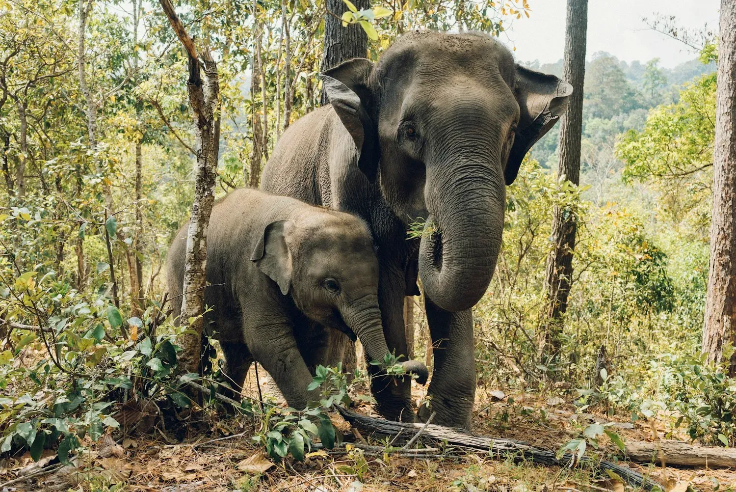 An adult Asian elephant with small ears and a domed forehead standing beside its calf in a leafy forest.
