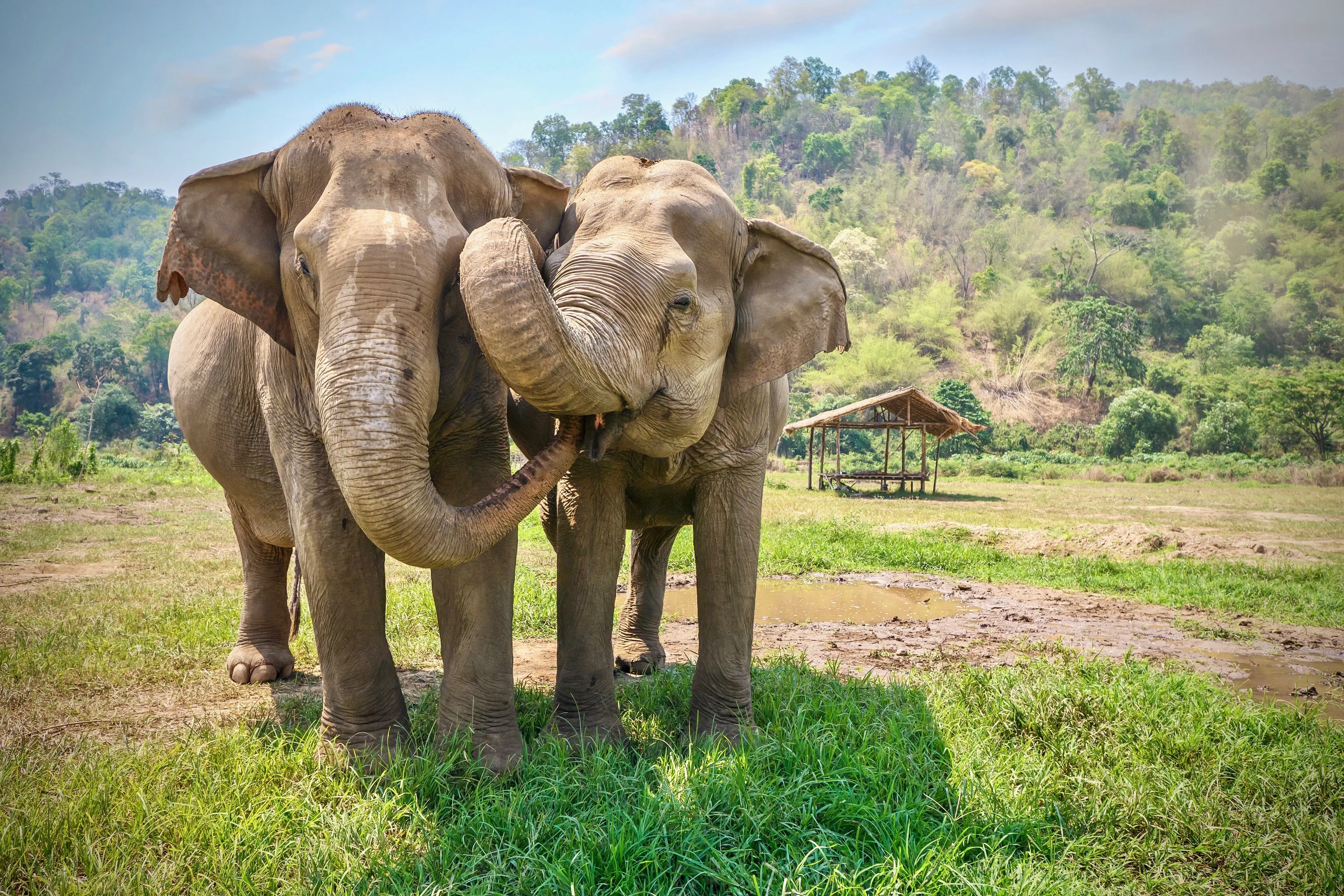 Two Asian elephants stand side by side in a grassy field, trunks curled and touching each other's faces. A wooden pavilion and a tree-covered hill sit behind them.