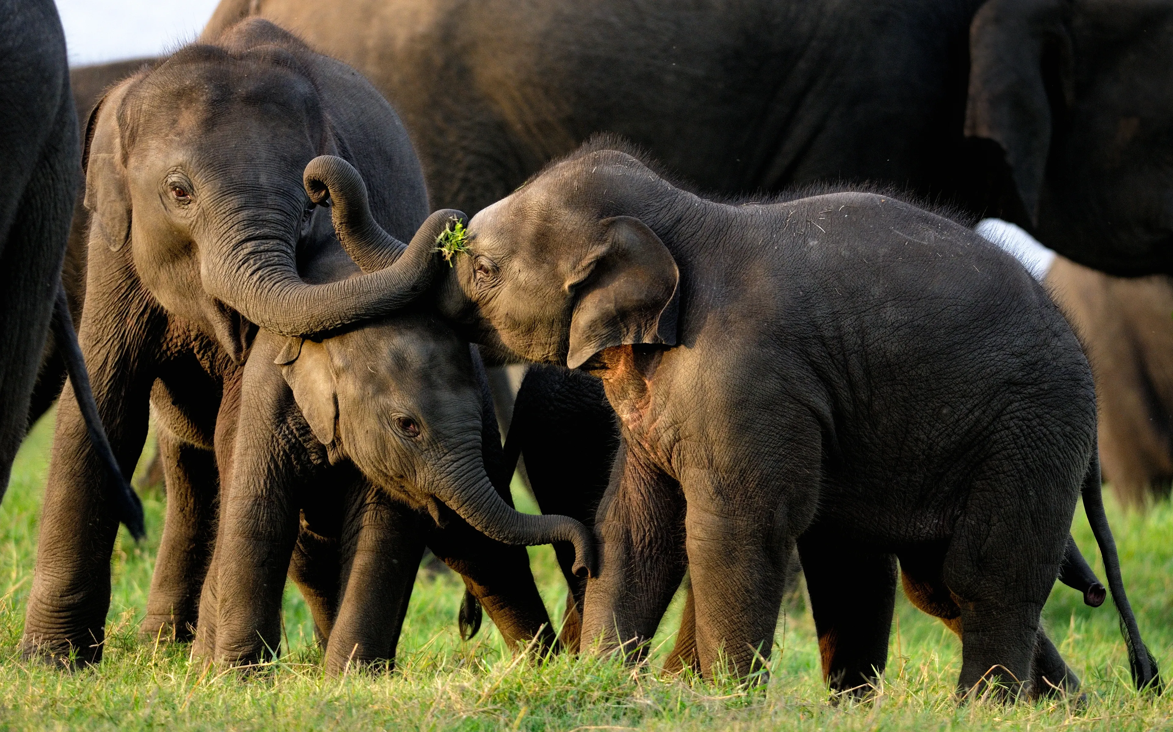 Three young Asian elephant calves huddle together in a grassy field, one resting its trunk on another's forehead. An adult Asian elephant stands protectively behind them.