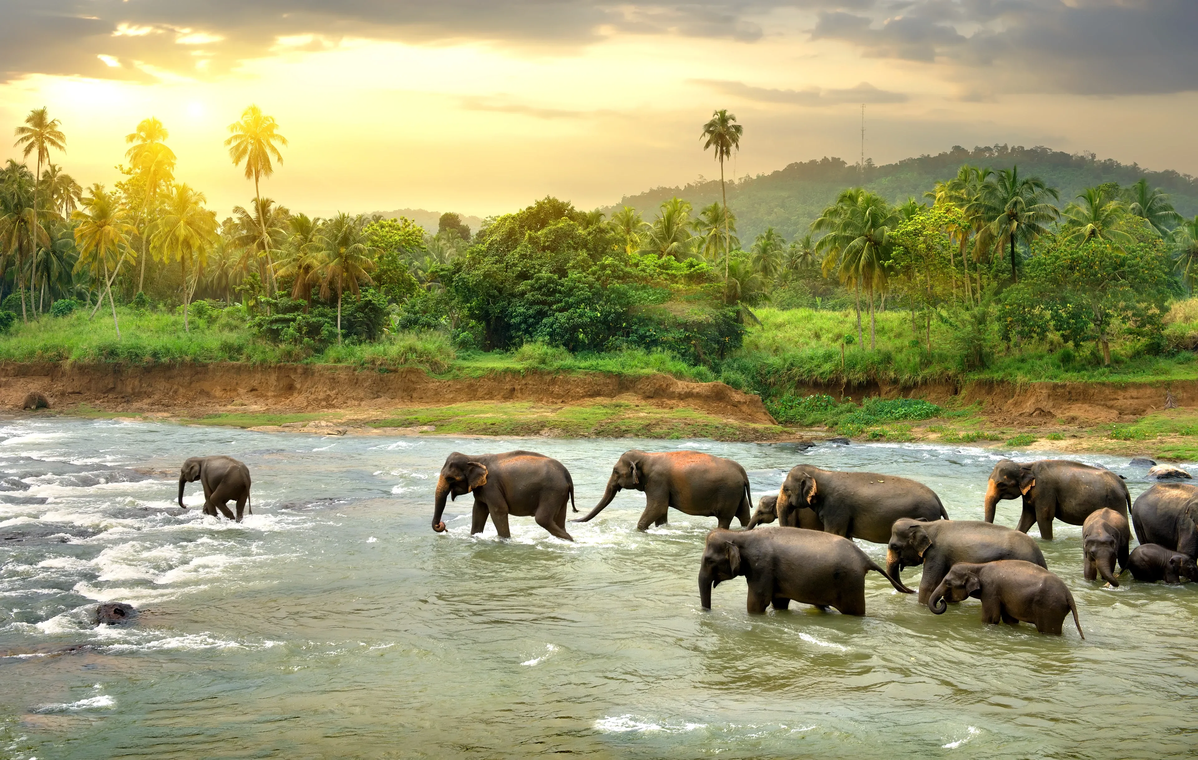 A herd of Asian elephants, including a small calf, wades across a shallow river beside a forested bank. Warm sunlight glows over palm trees and the flowing water.