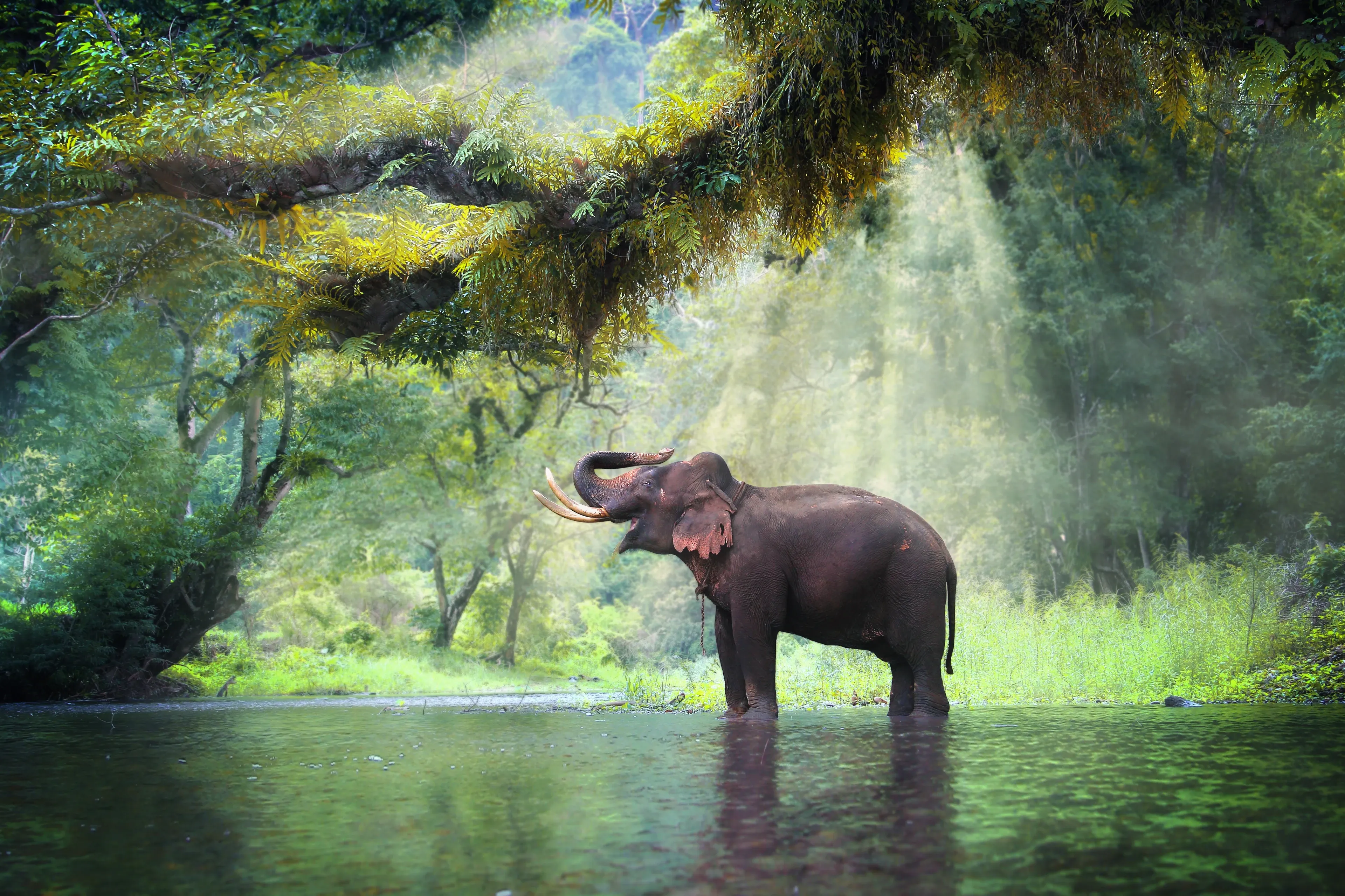 A large Asian elephant stands in a calm jungle river with its trunk raised high and white tusks showing. Sunbeams fall through the trees onto the water around it.