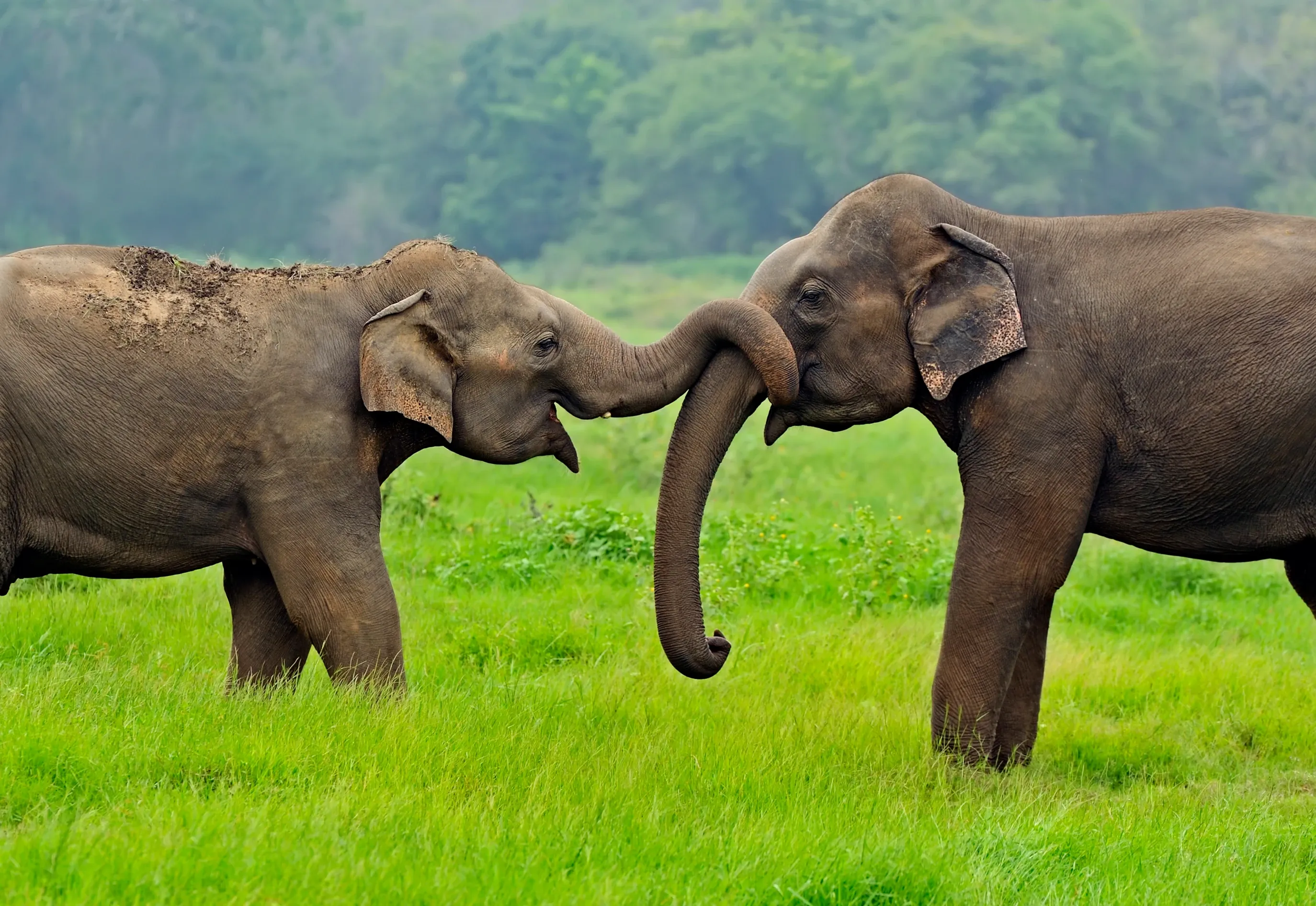 Two Asian elephants stand face to face in a green field, one wrapping its trunk over the other's. Their small ears and domed foreheads show clearly against the trees.