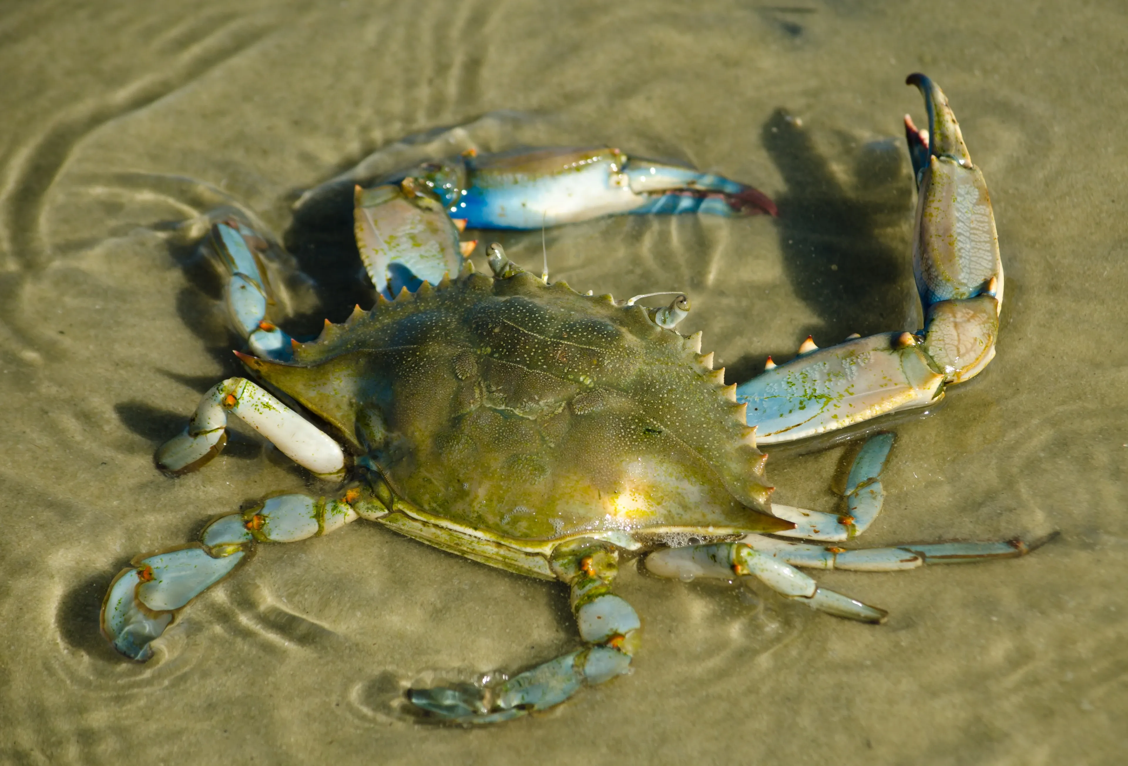 An Atlantic blue crab rests in shallow water on a sandy seabed with its bright blue claws raised and red-tipped. Its wide olive-green shell has sharp points on the sides, and its back legs are shaped like paddles.