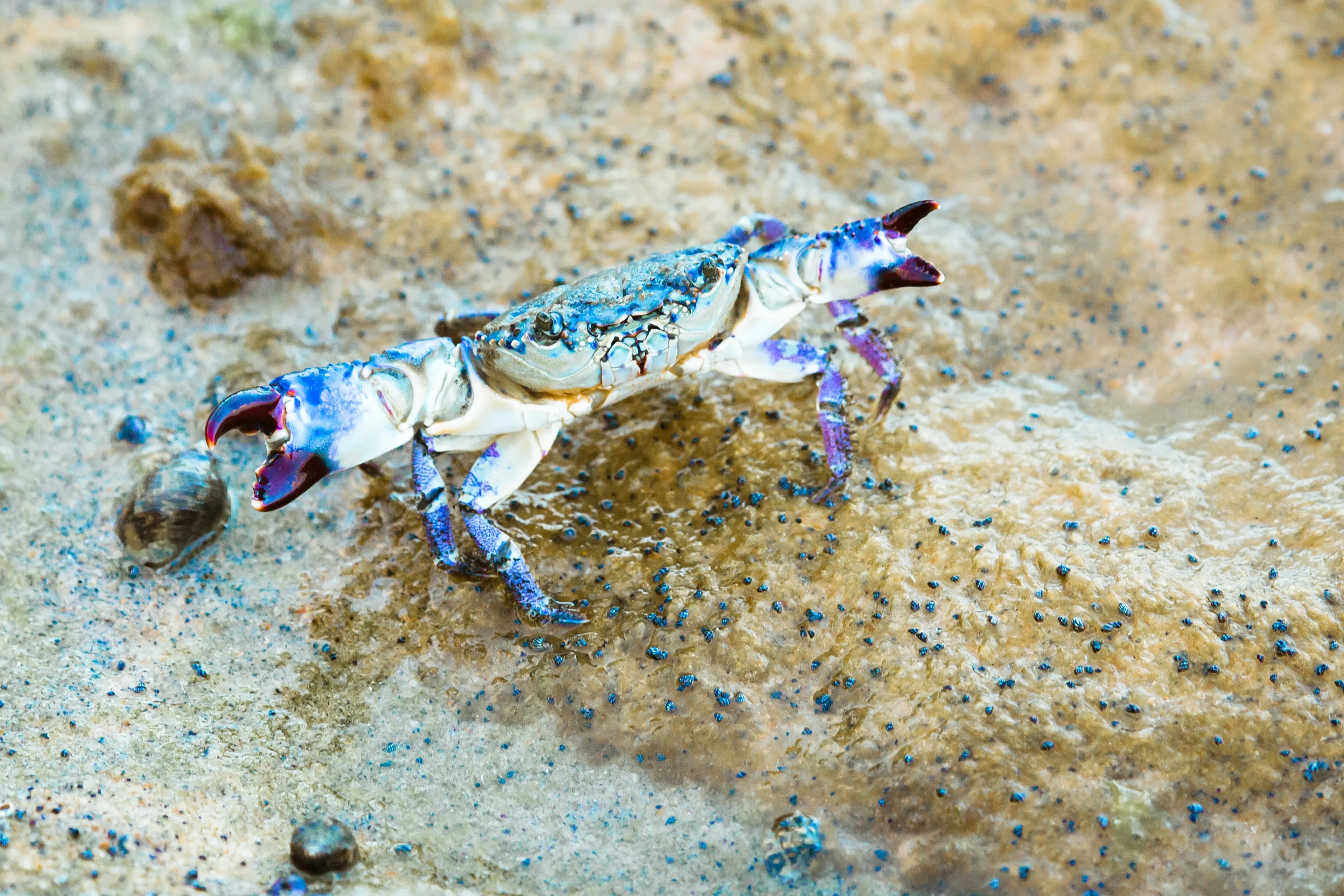 An Atlantic blue crab stands on wet brown sand with both bright blue claws raised and open. Its shell is mottled tan and pale blue, and the tips of its pincers are dark reddish-brown.