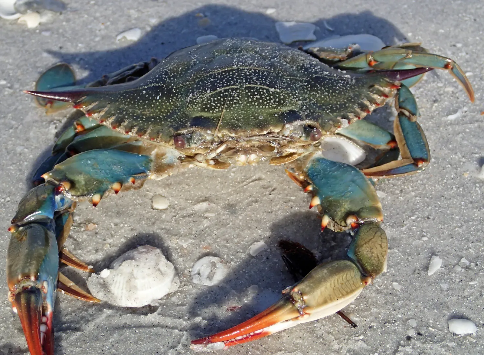 An Atlantic blue crab on pale sand, showing its wide olive-green shell and bright blue legs and claws tipped with red.