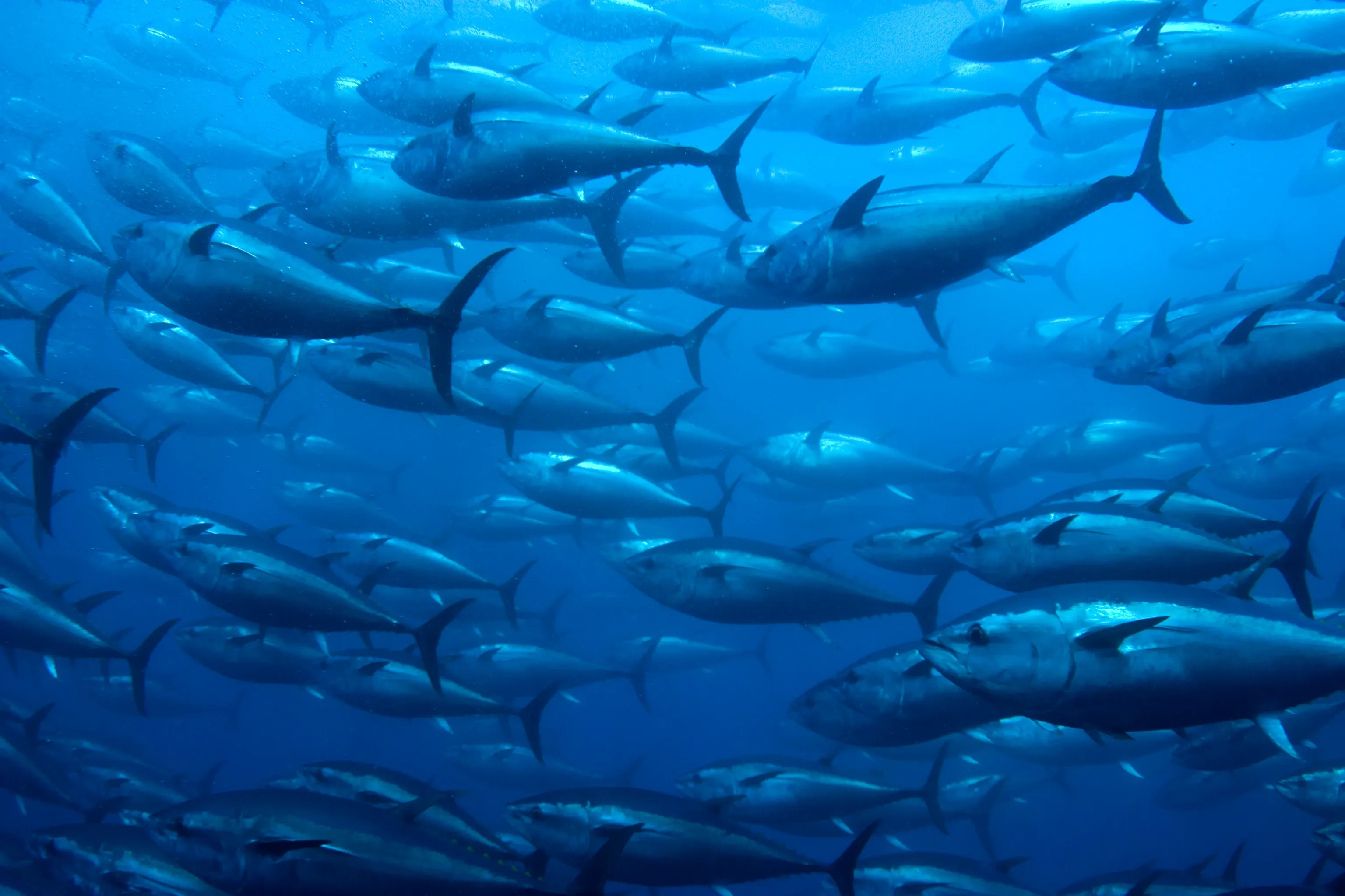 A dense school of Atlantic bluefin tuna swimming through deep blue ocean water, their metallic backs catching shafts of light from above.