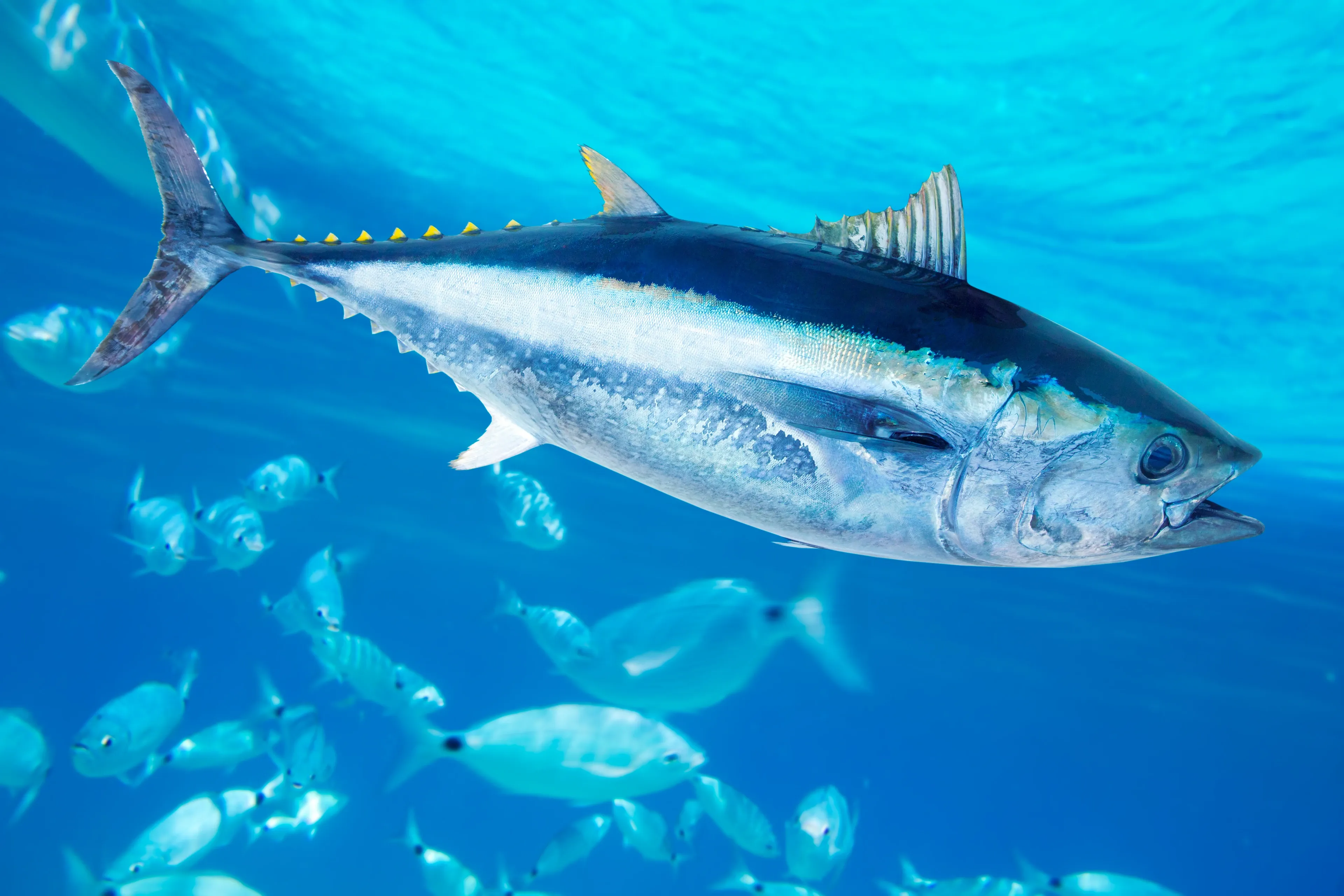 A large Atlantic bluefin tuna with a smooth metallic blue back and silver flanks gliding through open blue water.