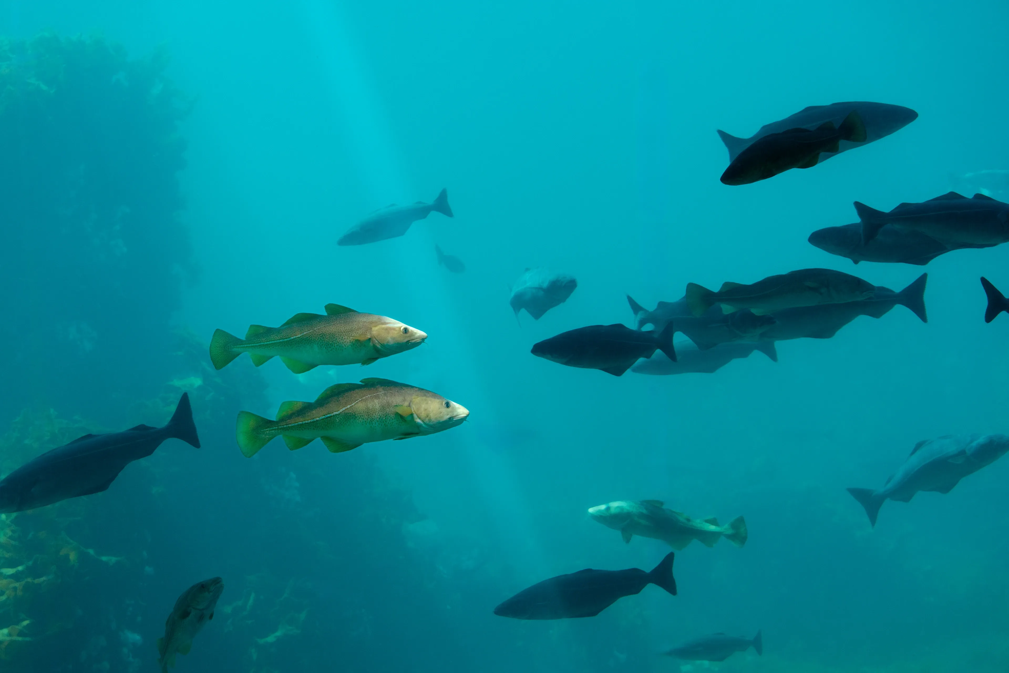 A group of Atlantic cod swims together through bright turquoise water as shafts of sunlight shine down from above. The fish have greenish-tan, speckled bodies and several small fins along their backs and bellies.