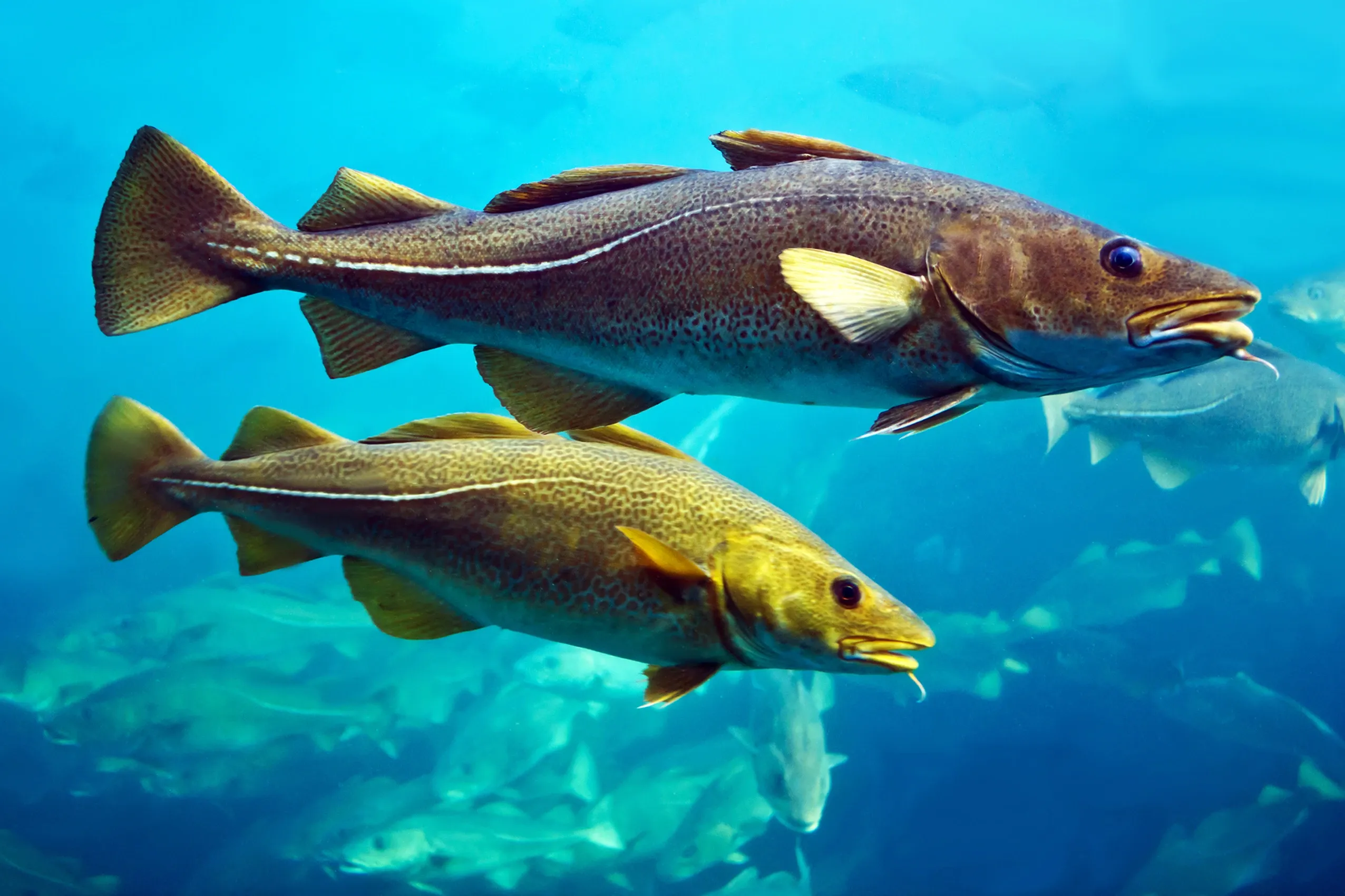 Two Atlantic cod swim side by side through clear blue water, one just above the other. Their spotted bodies show a bright white line down each side, and a tiny whisker hangs from each chin.