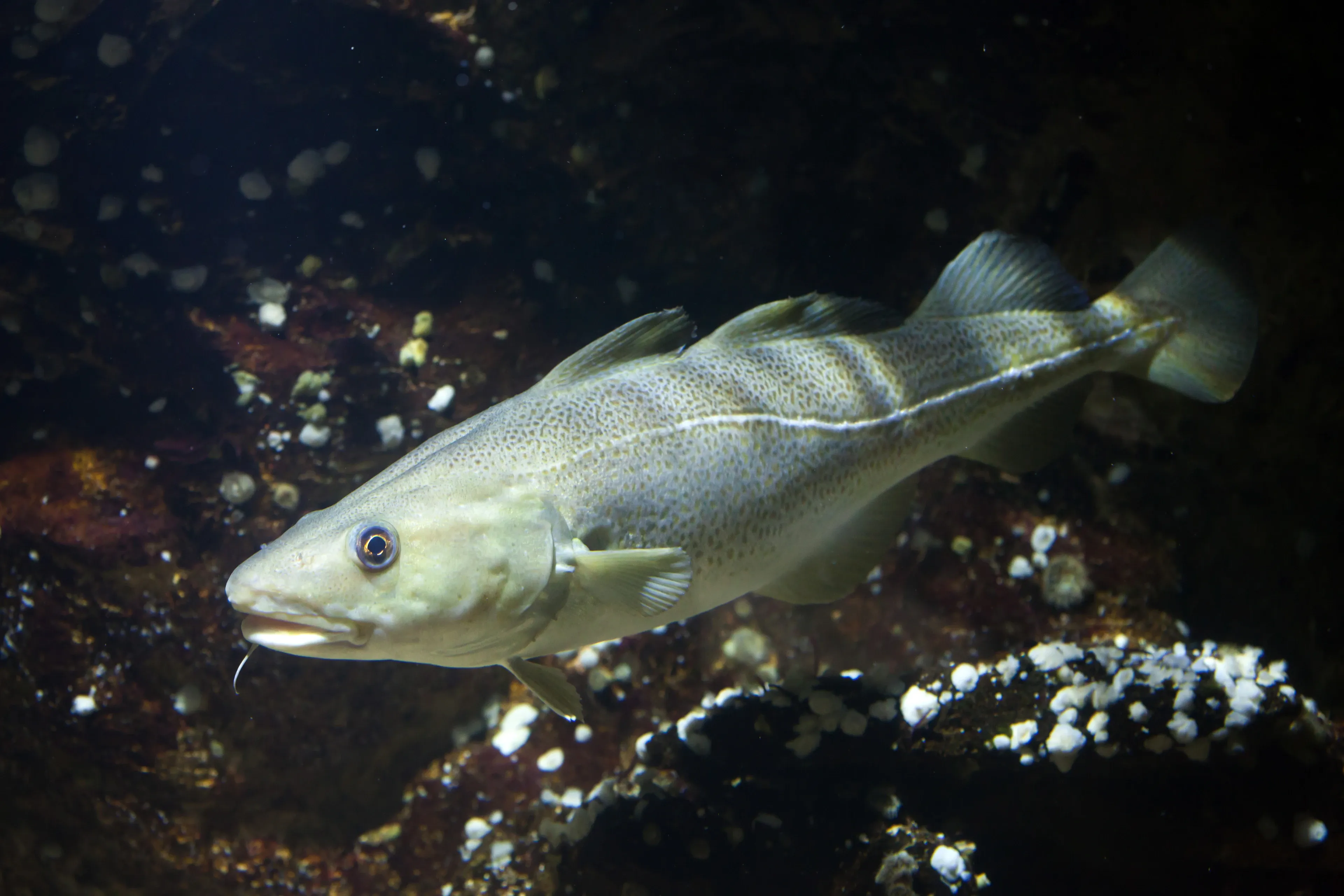 An Atlantic cod swims through dark water over a rocky seabed dotted with small white shells. It has speckled greenish-grey skin, a bright white line along its side, and a tiny whisker hanging from its chin.