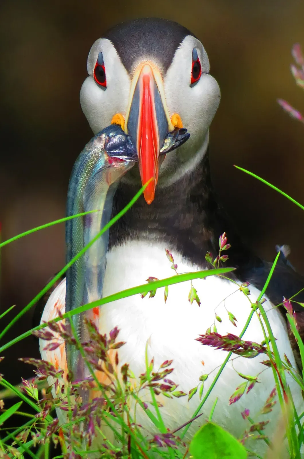 An Atlantic puffin with a black cap, white face and large orange bill holding several small silver fish, among grass.