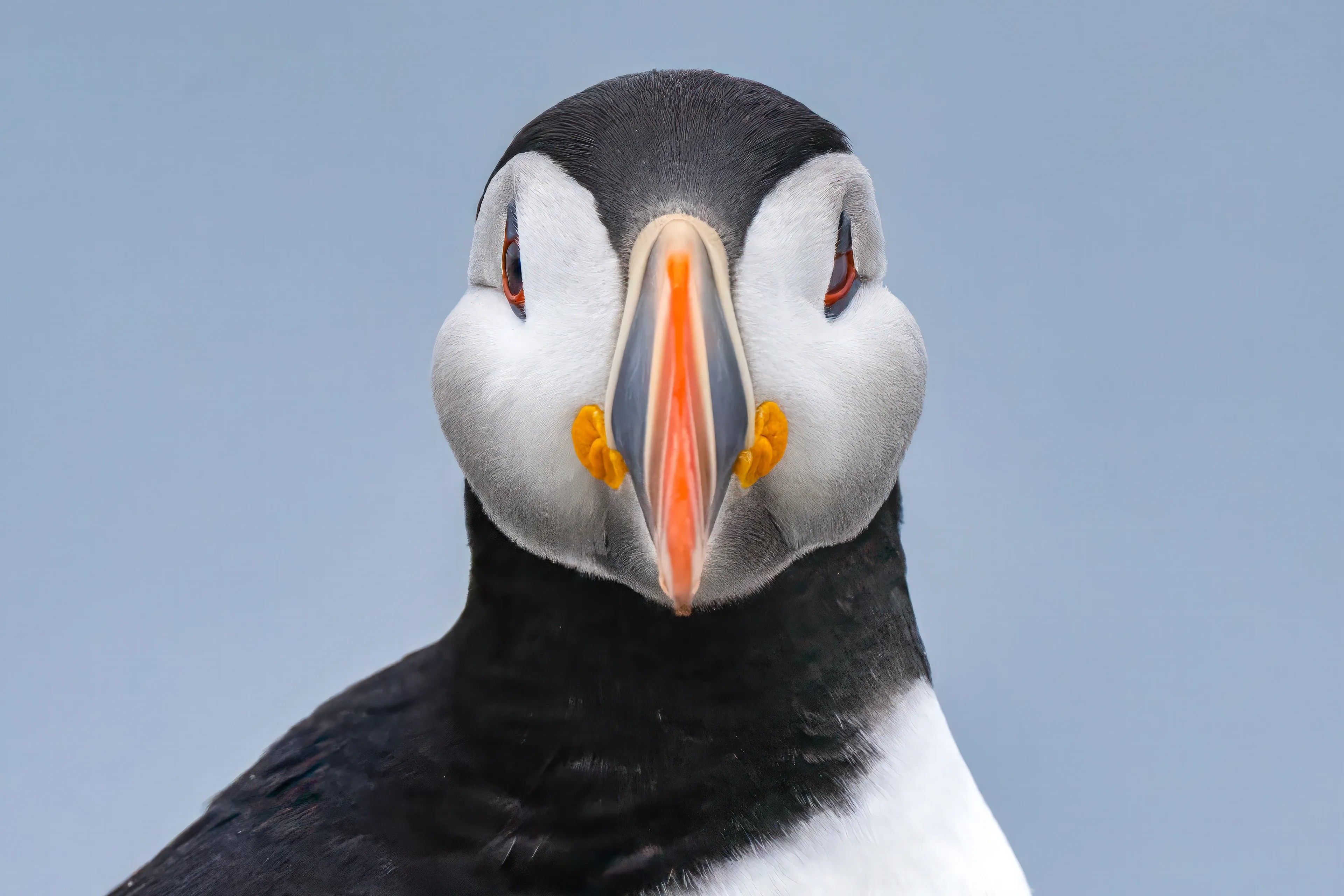 An Atlantic puffin looks straight at us, showing its white face, black hood, and big orange-and-yellow bill against a pale sky.