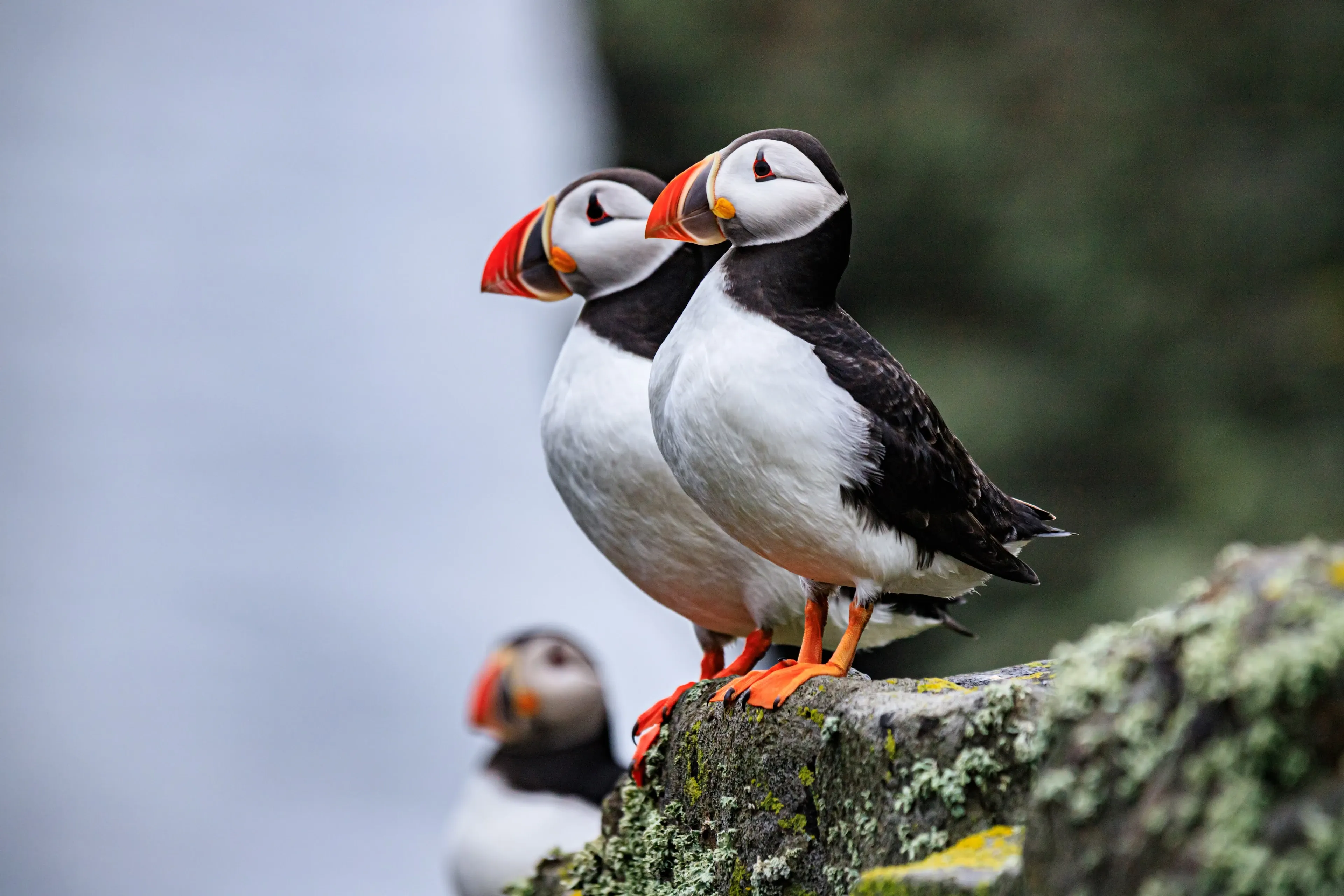 Two Atlantic puffins stand side by side on a lichen-covered rock, white chests and orange feet facing left, with another puffin blurred behind them.