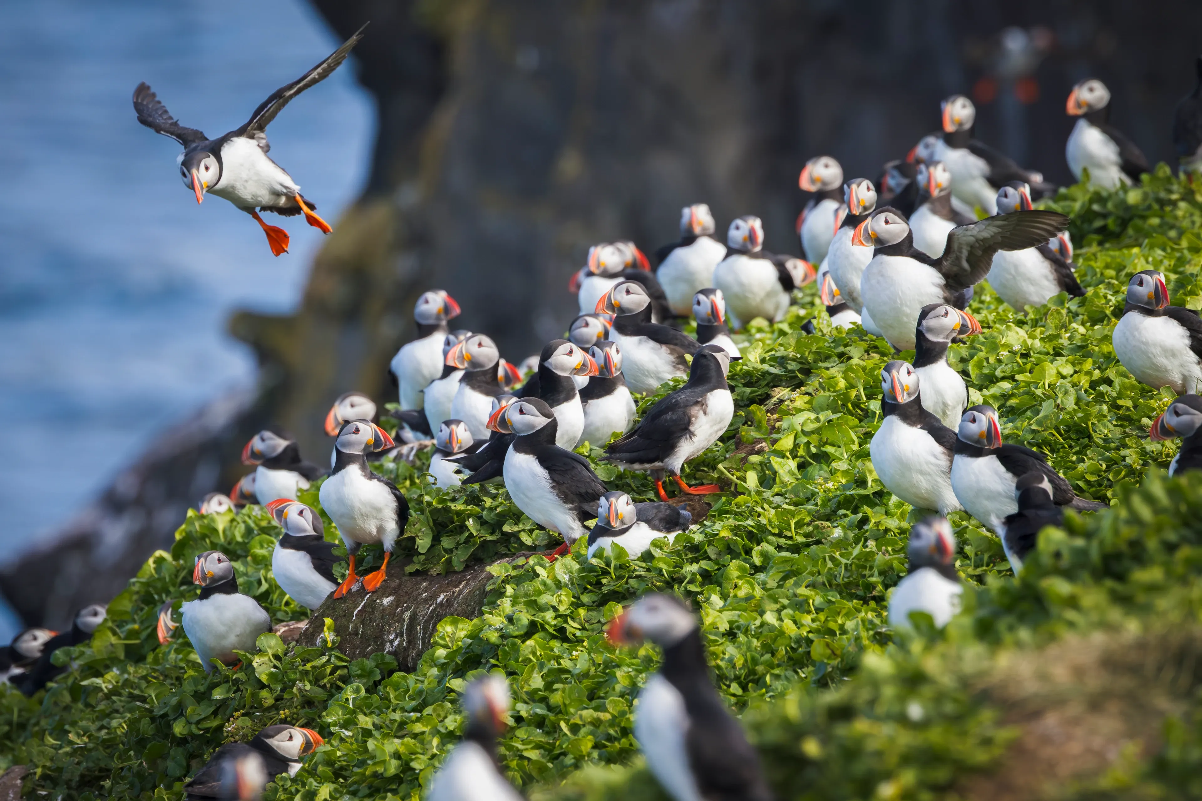 An Atlantic puffin flies in to land, orange feet stretched down, above a crowded green hillside of puffins with a rocky cliff and blue sea behind.
