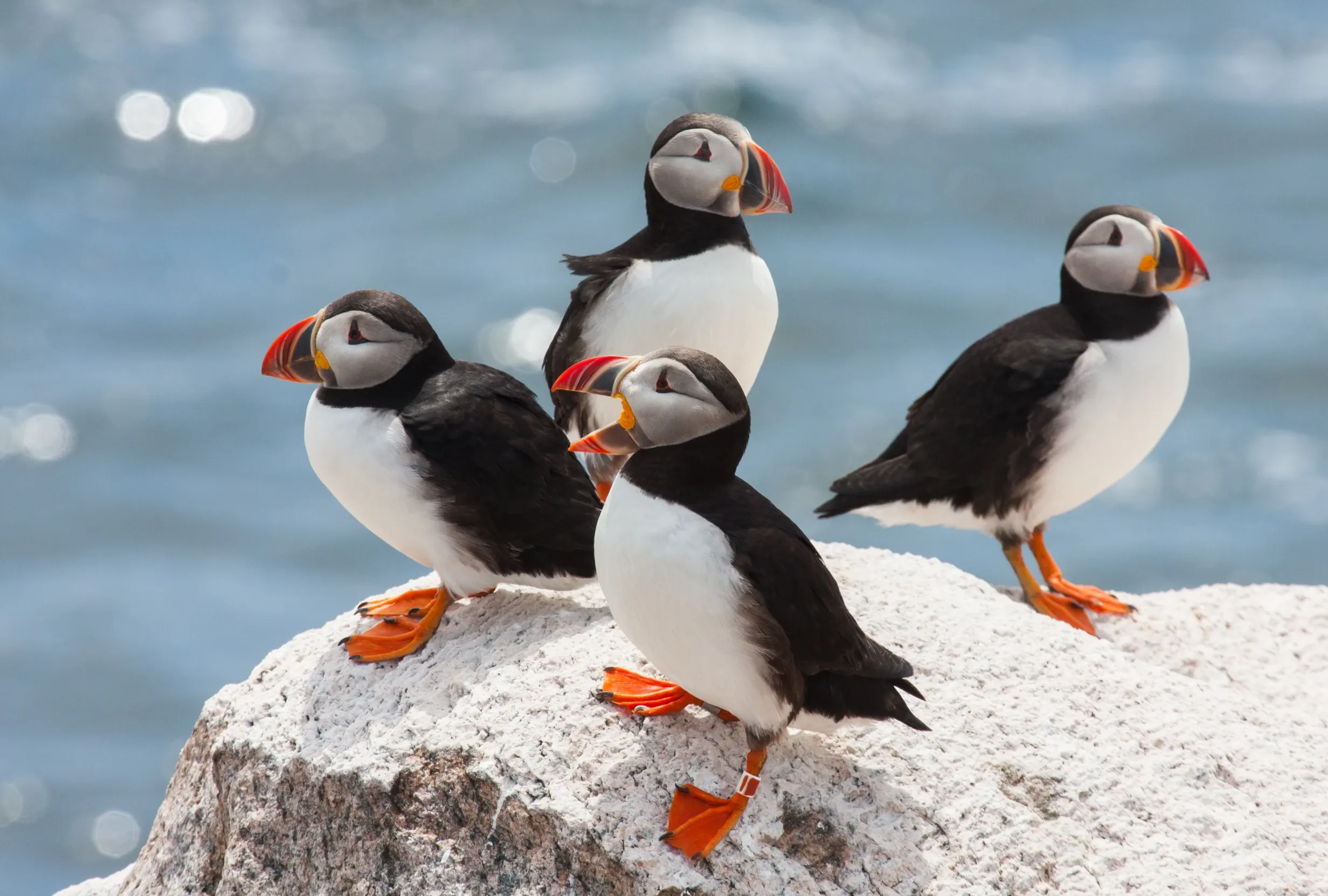 Four Atlantic puffins stand together on a sunlit rock above sparkling blue water. One in the middle has its colourful bill slightly open.