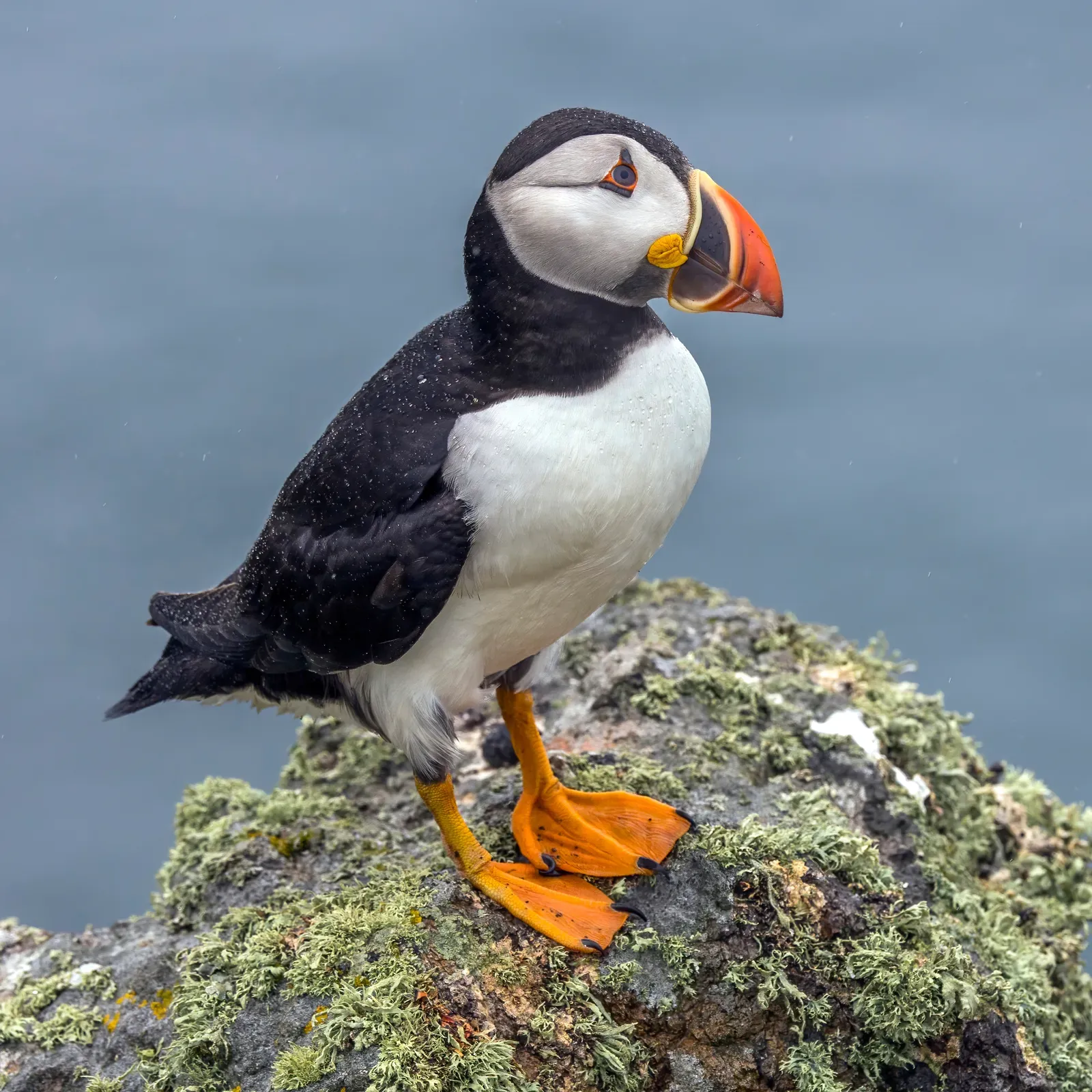 An Atlantic puffin standing on the coast of Skomer Island in Wales.